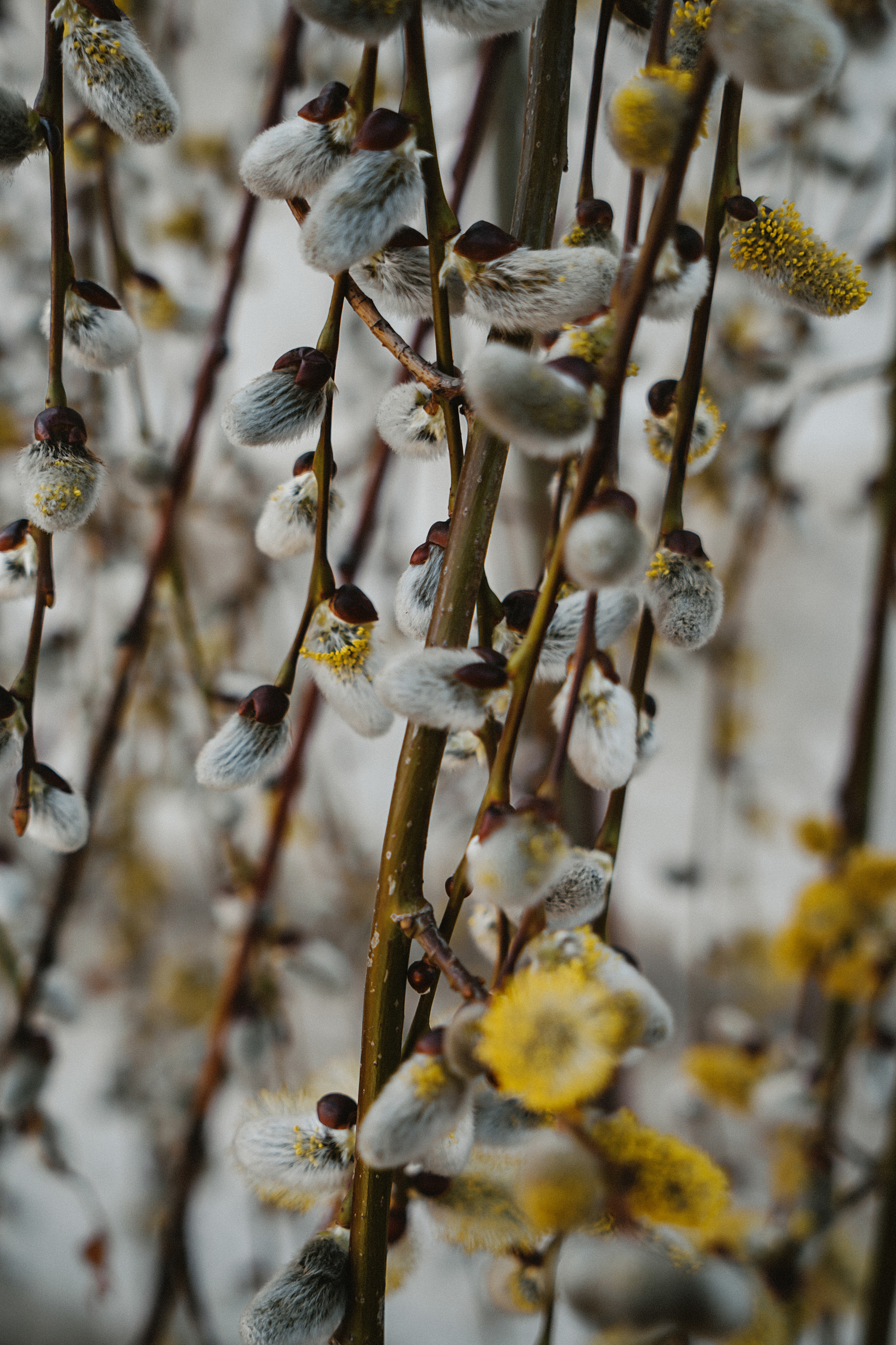 Зелень. Свадебный и семейный фотограф/видеограф в Краснодаре Наталья Осинская