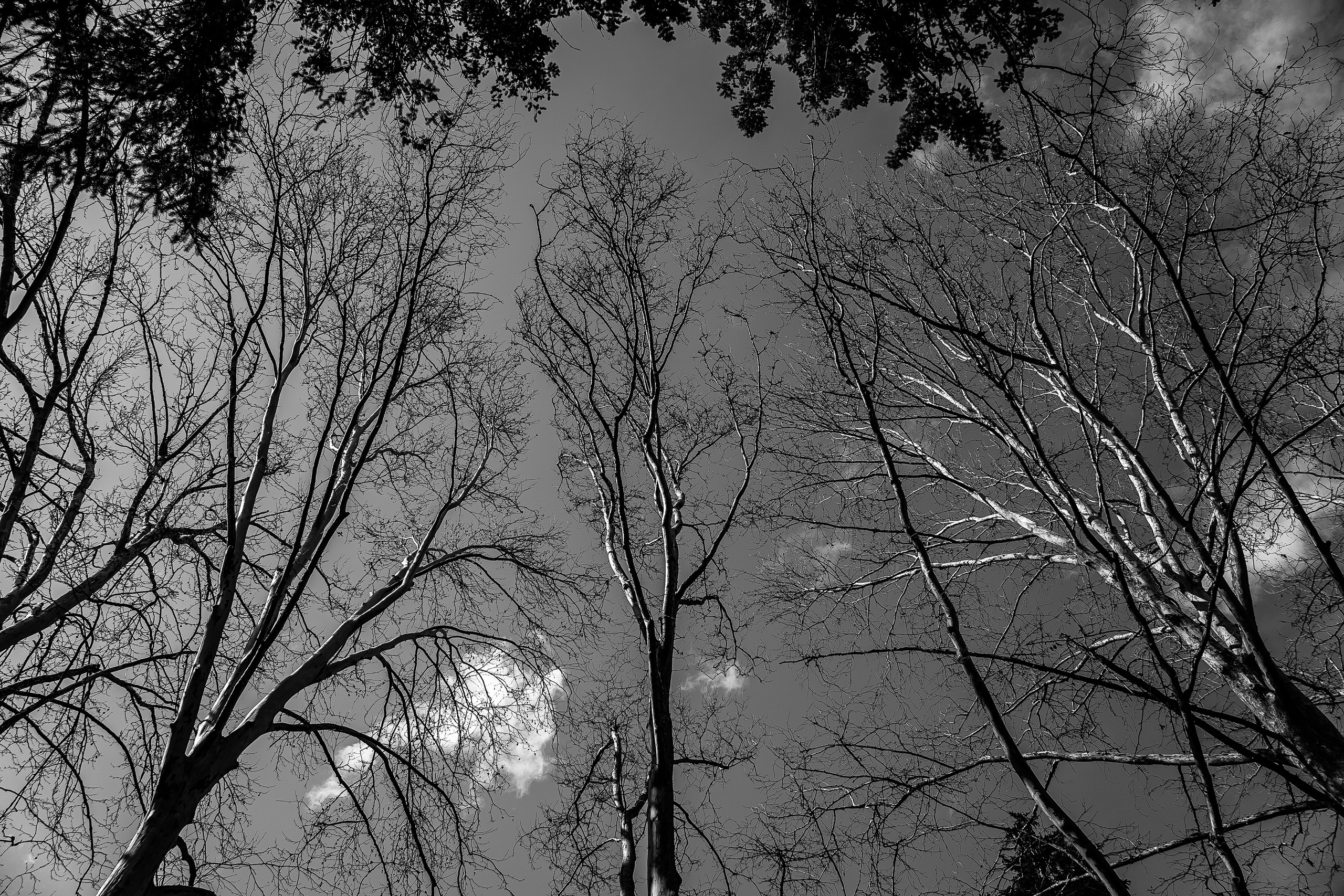 Ч/Б. Свадебный и семейный фотограф/видеограф в Краснодаре Наталья Осинская