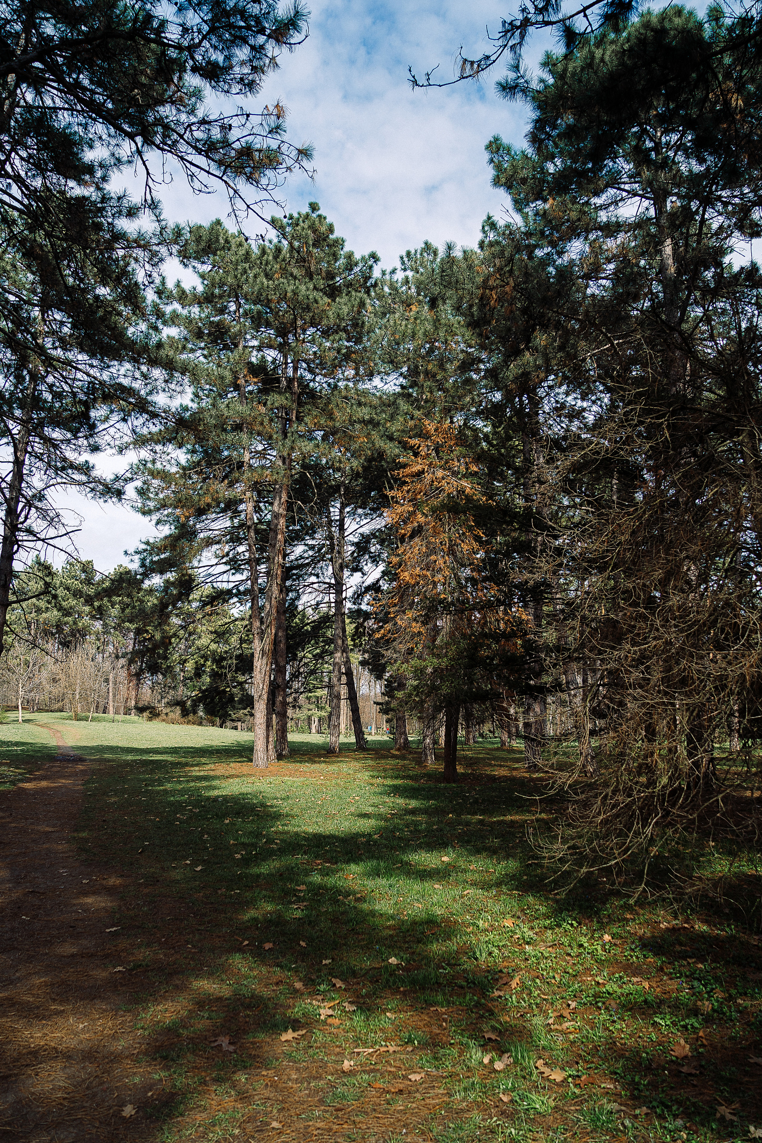 Зелень. Свадебный и семейный фотограф/видеограф в Краснодаре Наталья Осинская