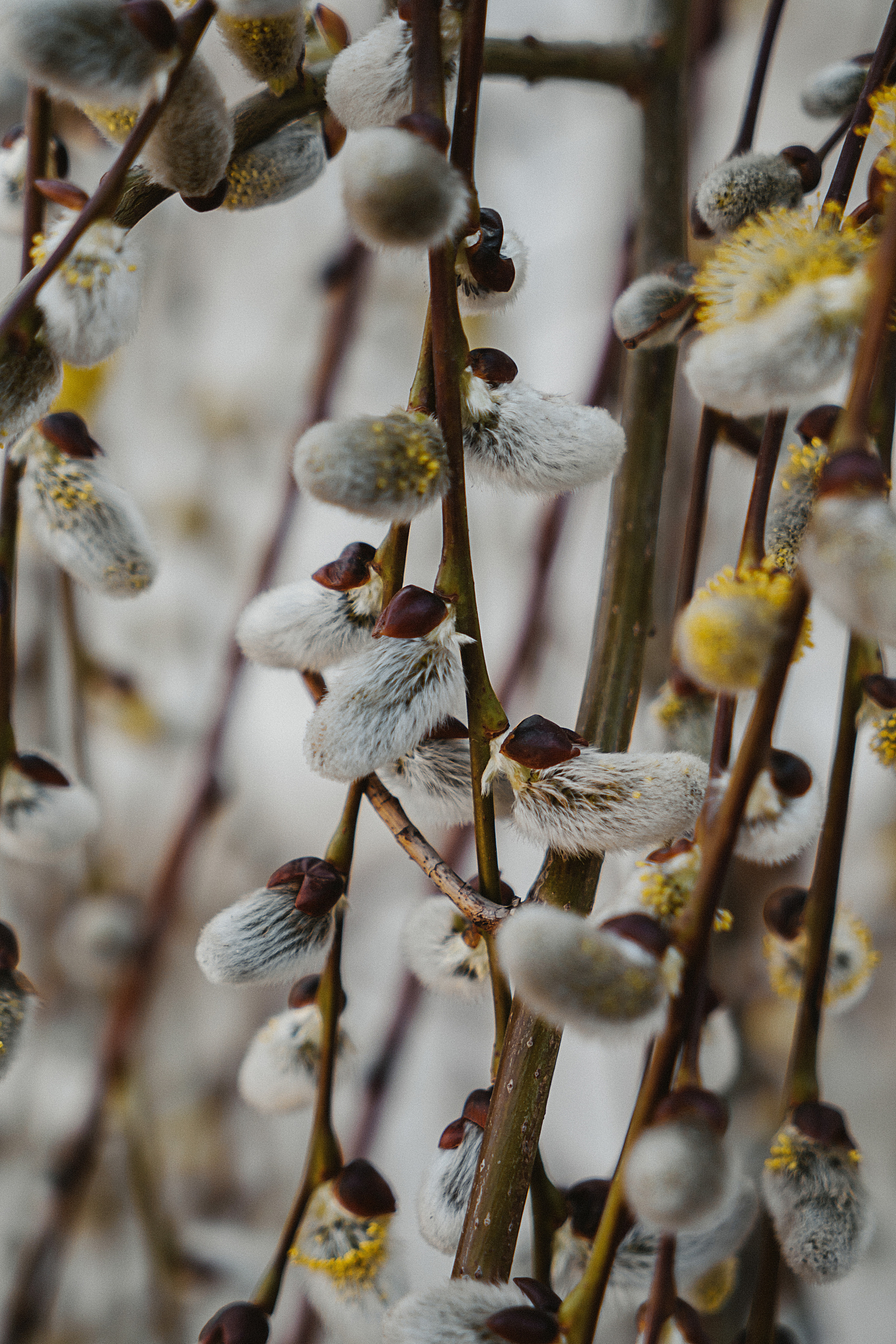 Зелень. Свадебный и семейный фотограф/видеограф в Краснодаре Наталья Осинская