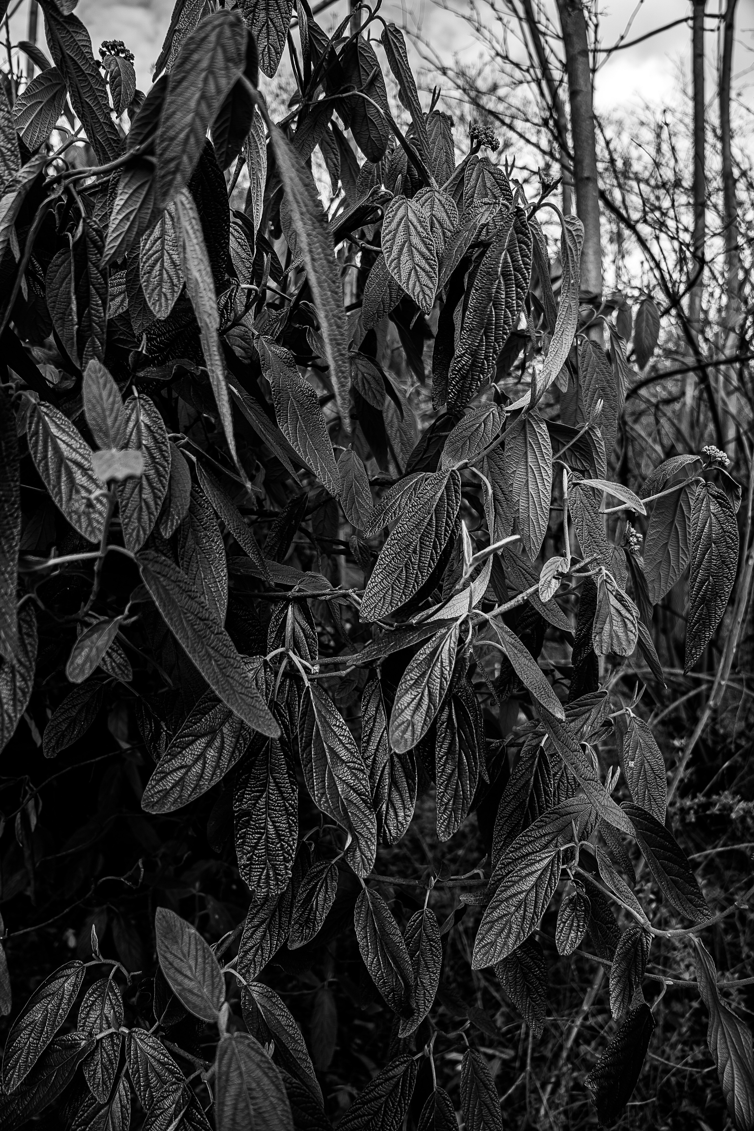 Ч/Б. Свадебный и семейный фотограф/видеограф в Краснодаре Наталья Осинская