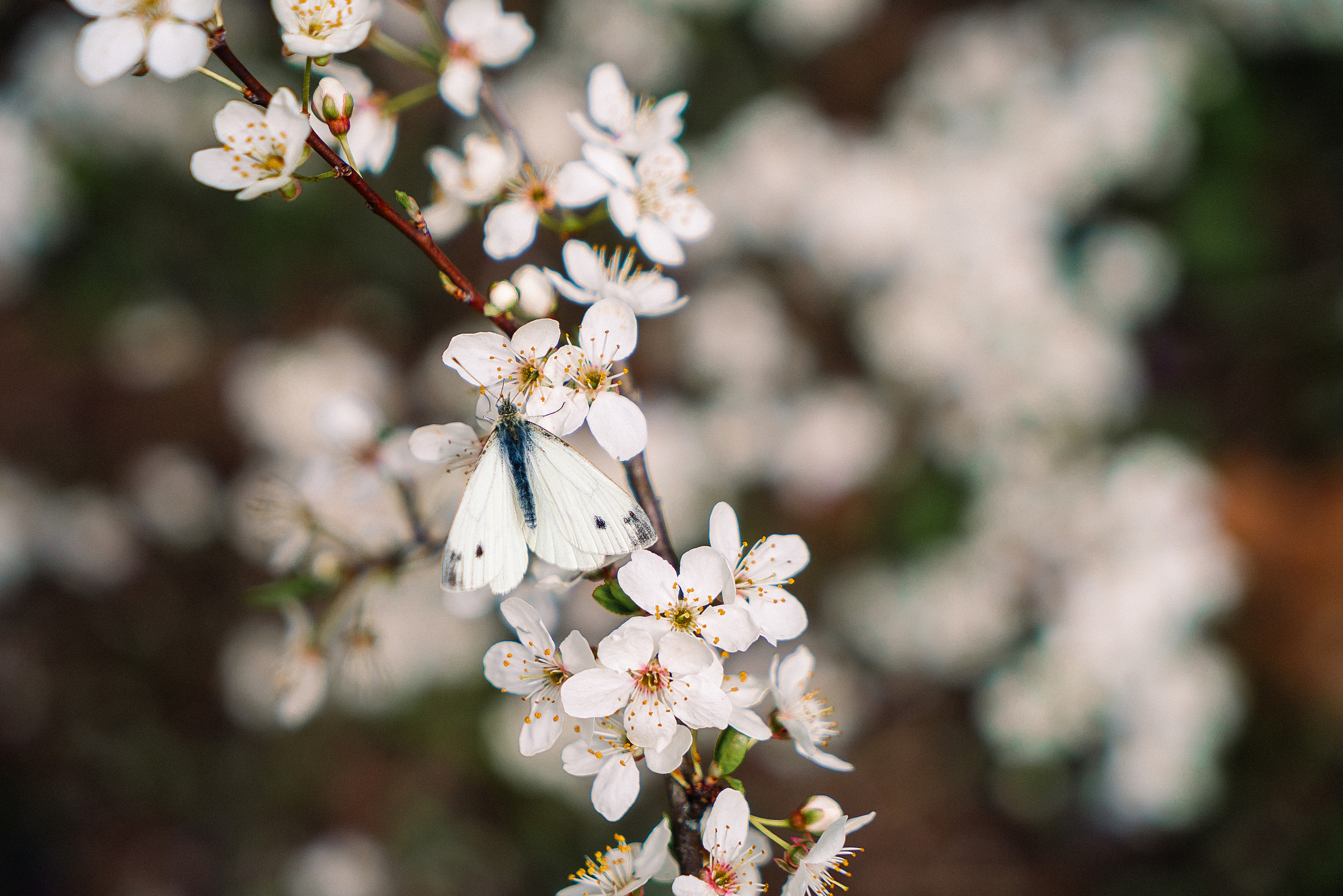 Зелень. Свадебный и семейный фотограф/видеограф в Краснодаре Наталья Осинская
