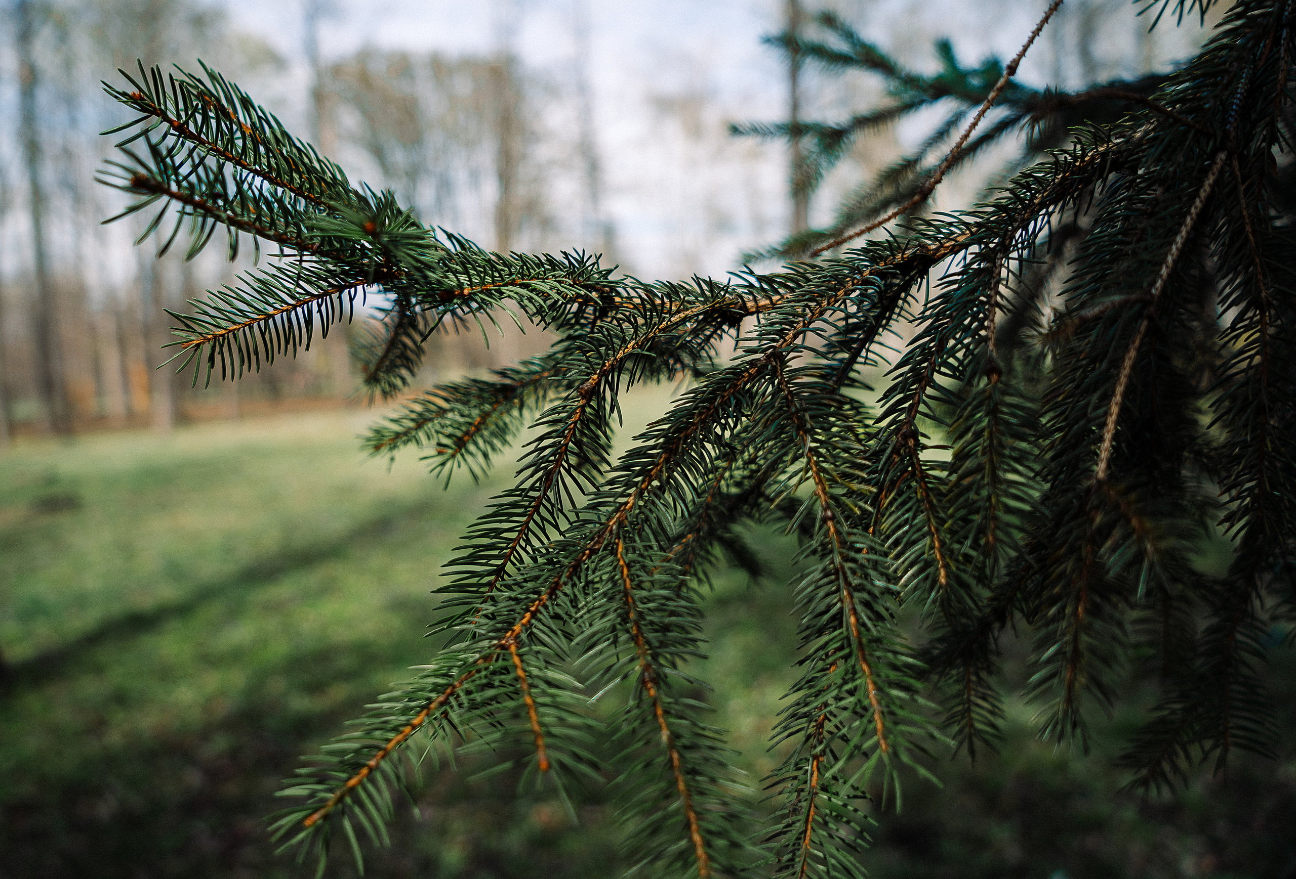 Зелень. Свадебный и семейный фотограф/видеограф в Краснодаре Наталья Осинская