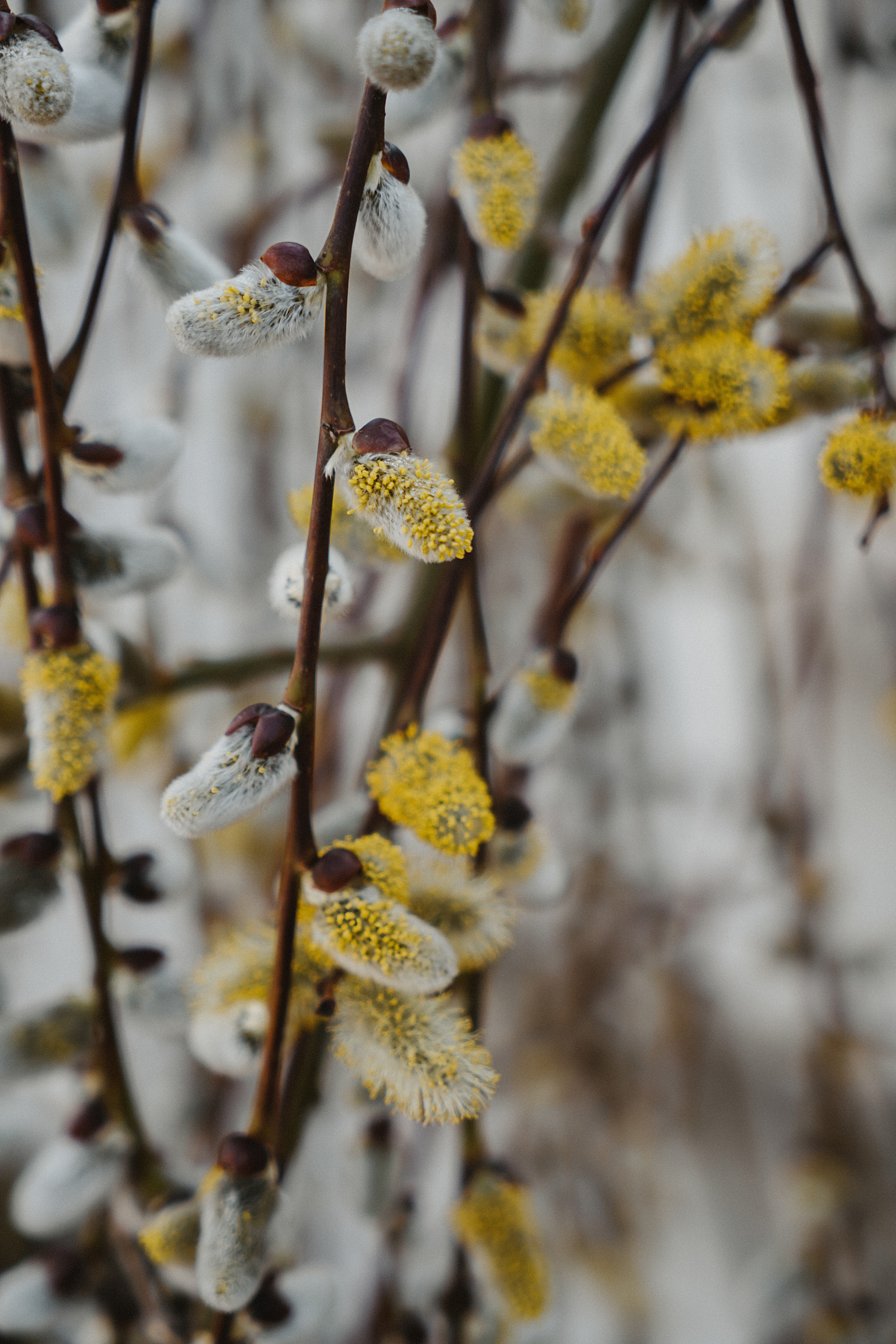 Зелень. Свадебный и семейный фотограф/видеограф в Краснодаре Наталья Осинская