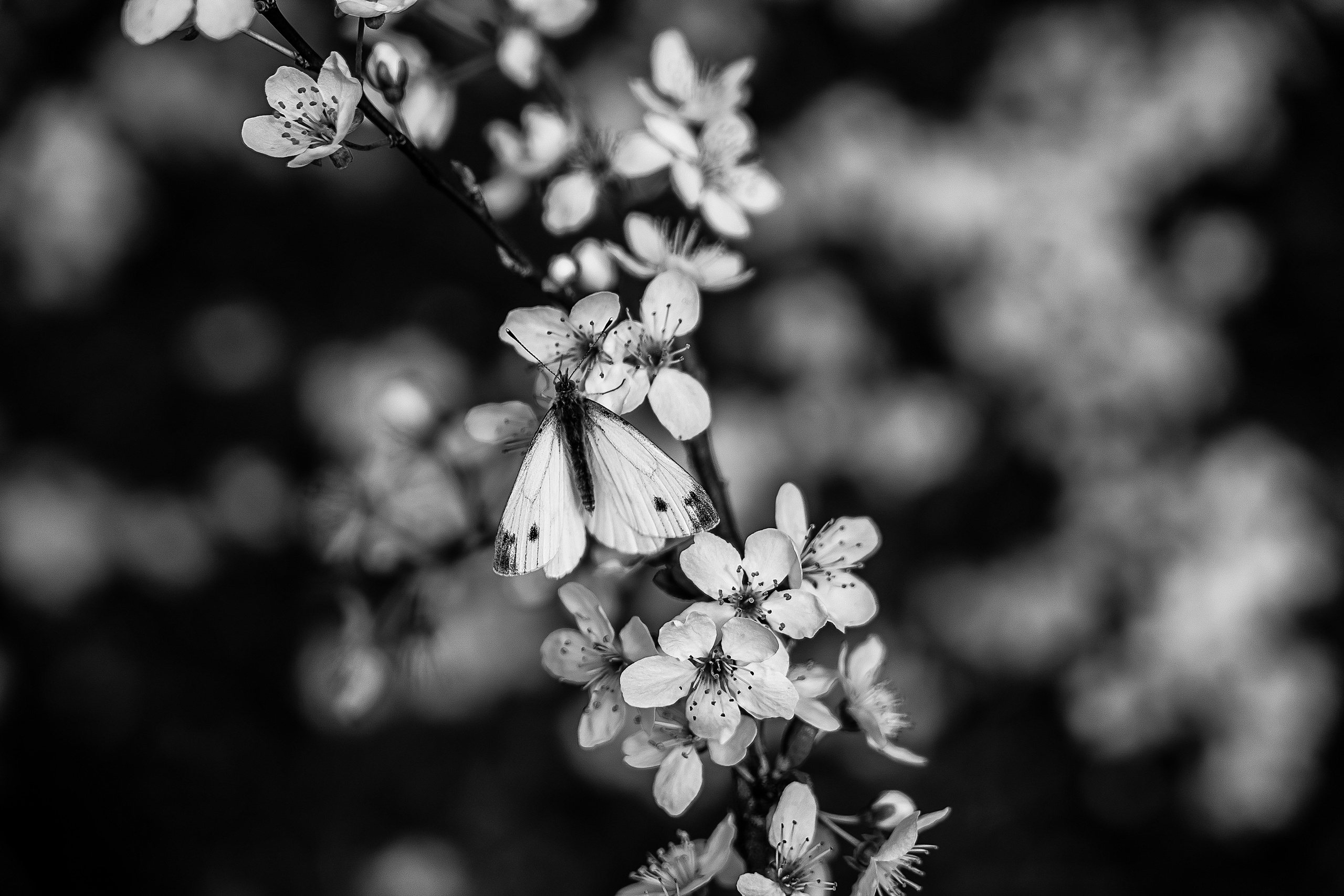 Ч/Б. Свадебный и семейный фотограф/видеограф в Краснодаре Наталья Осинская