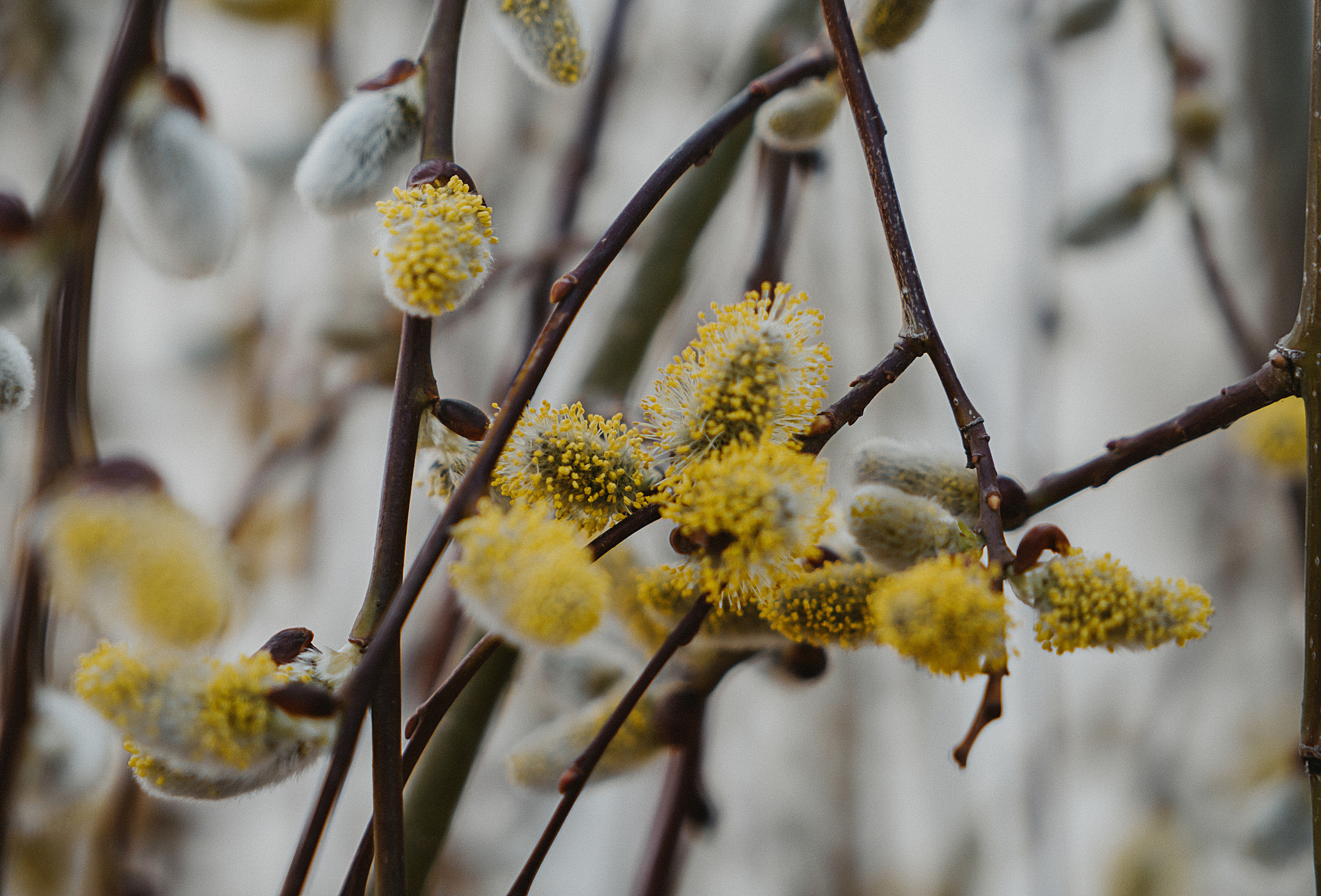 Зелень. Свадебный и семейный фотограф/видеограф в Краснодаре Наталья Осинская