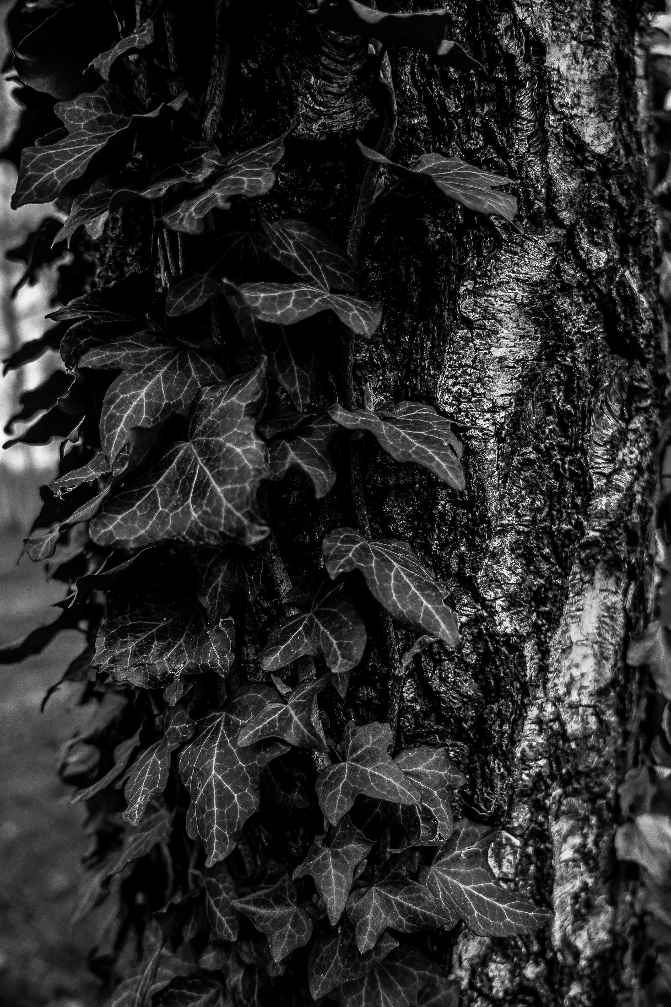 Ч/Б. Свадебный и семейный фотограф/видеограф в Краснодаре Наталья Осинская