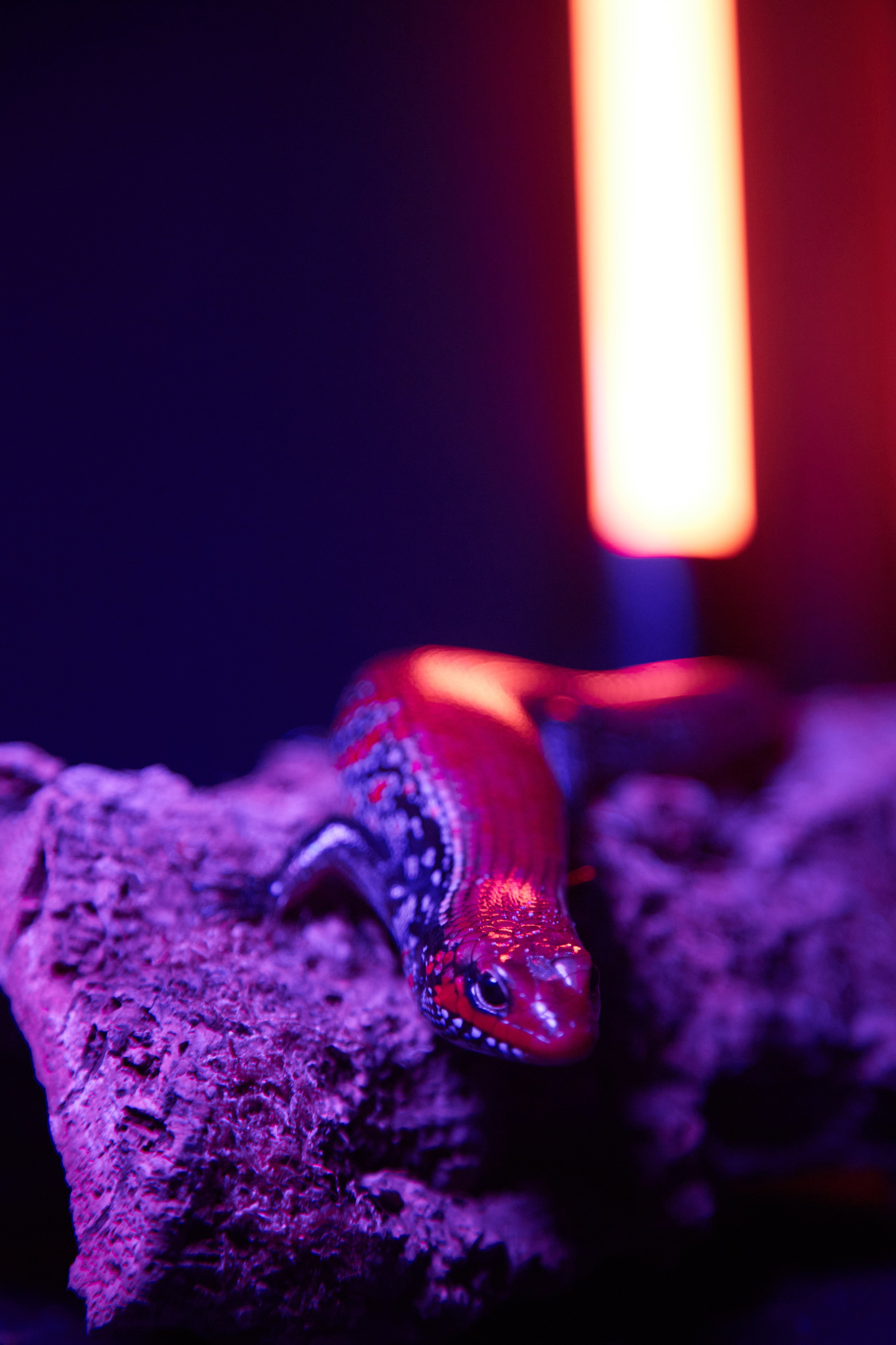Фотосъёмка ящерицы в аквариуме с неоновой подсветкой.