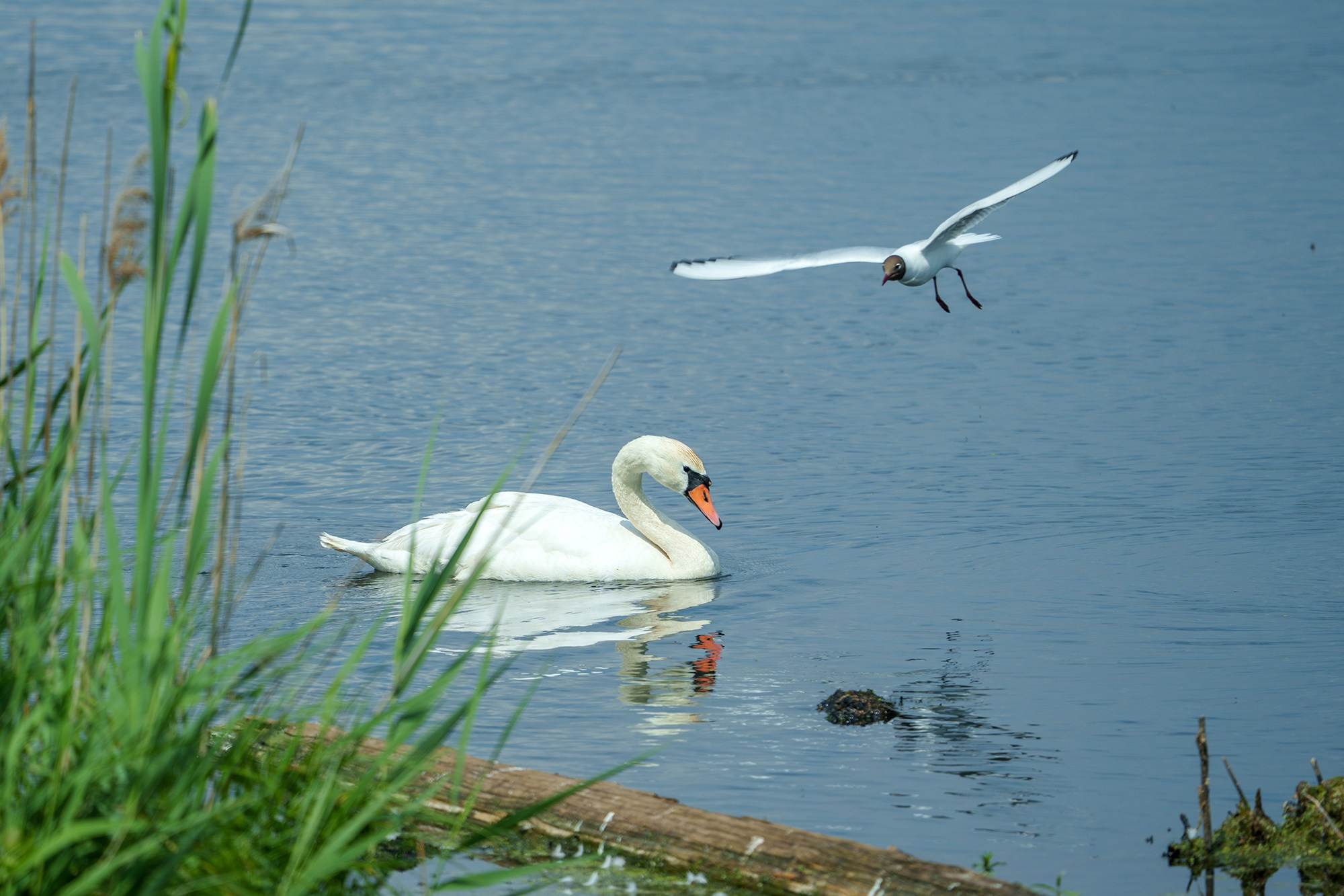 Удивительные мир птиц. Вокруг нас столько прекрасного — присмотритесь!. Ваш личный фотограф Марина Волкова