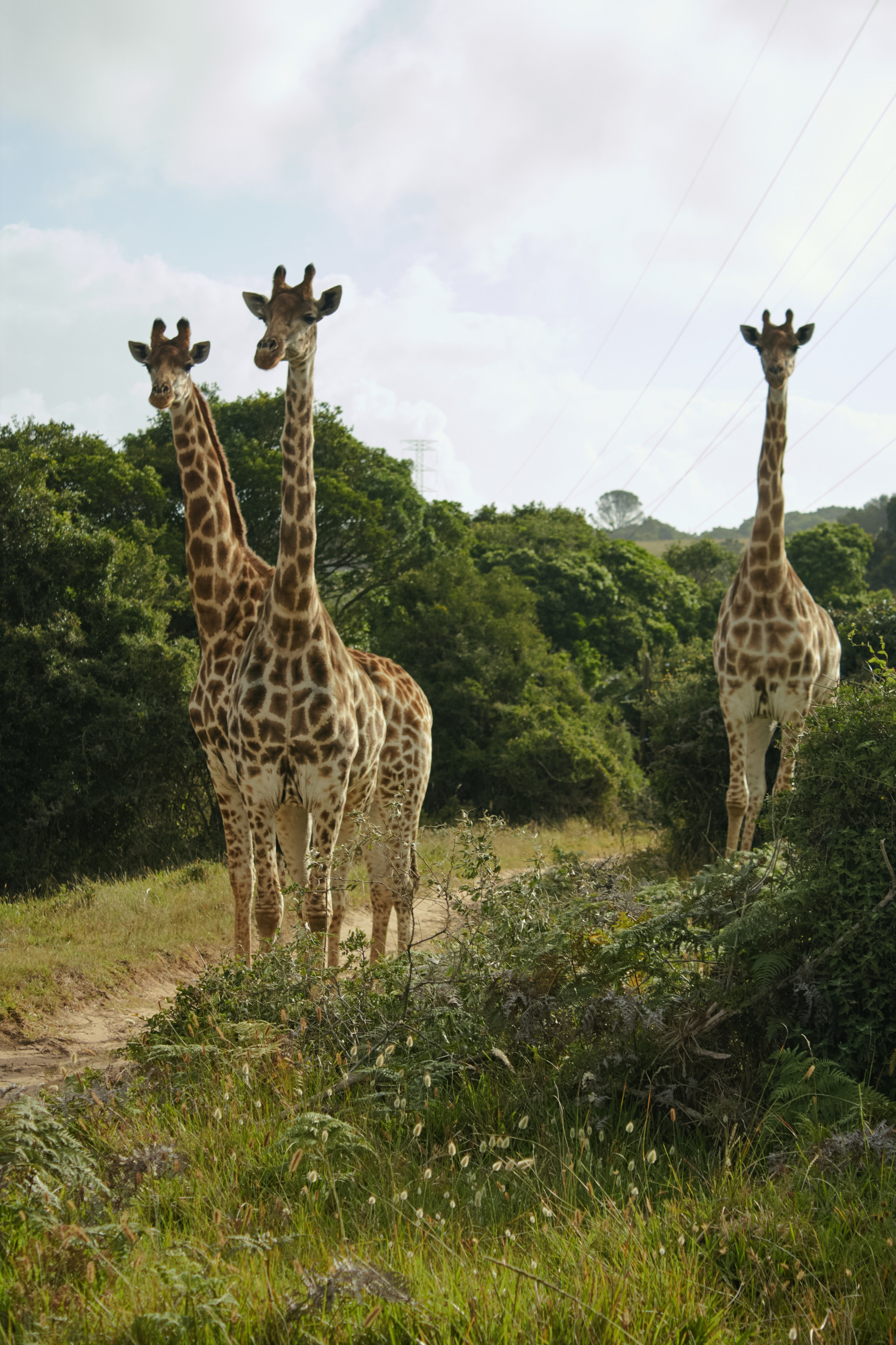 ЮАР. Профессиональный Фотограф во Владимире, в Москве и в Суздале — Полина Романычева