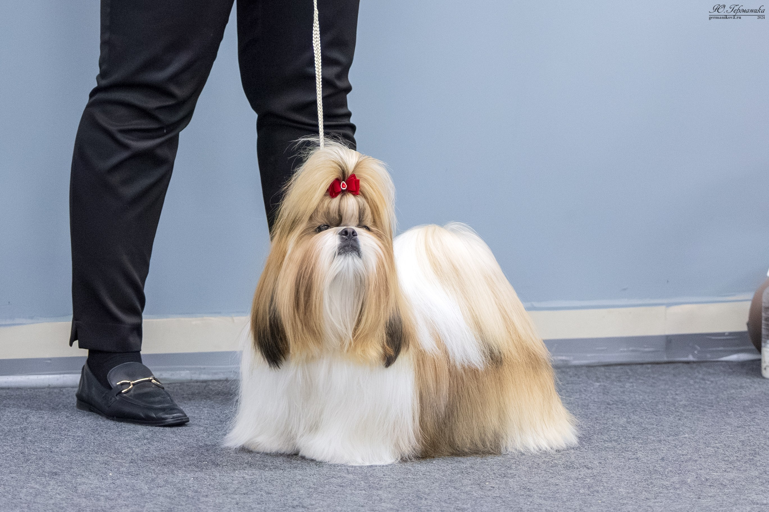 Сфера 17.03.2024. Фотограф-анималист Юлия Германика