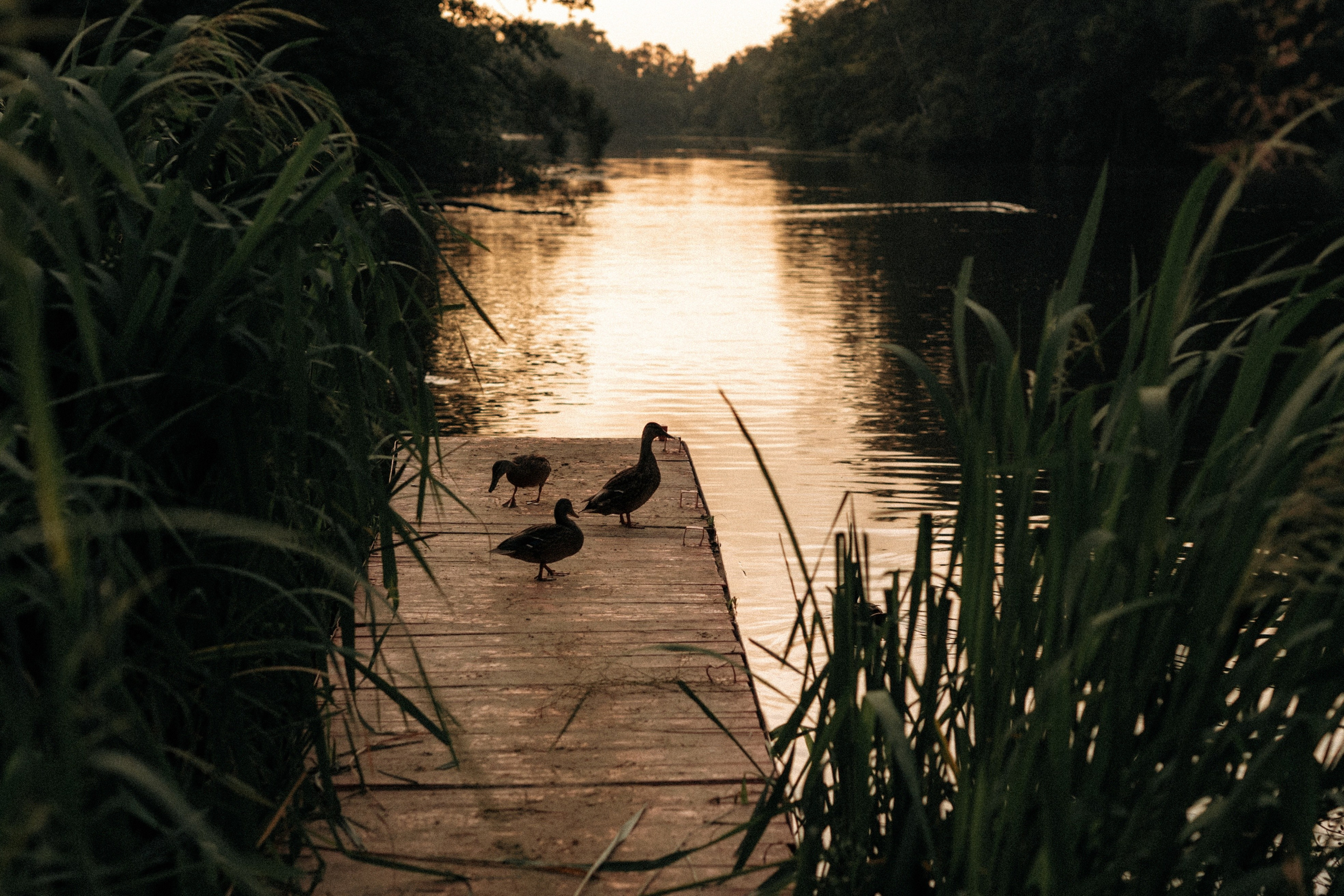 Семейная фотосессия на берегу реки для Миши, Тани, Сони и Таи. Свадебный фотограф в Тамбове Павел Четвертков