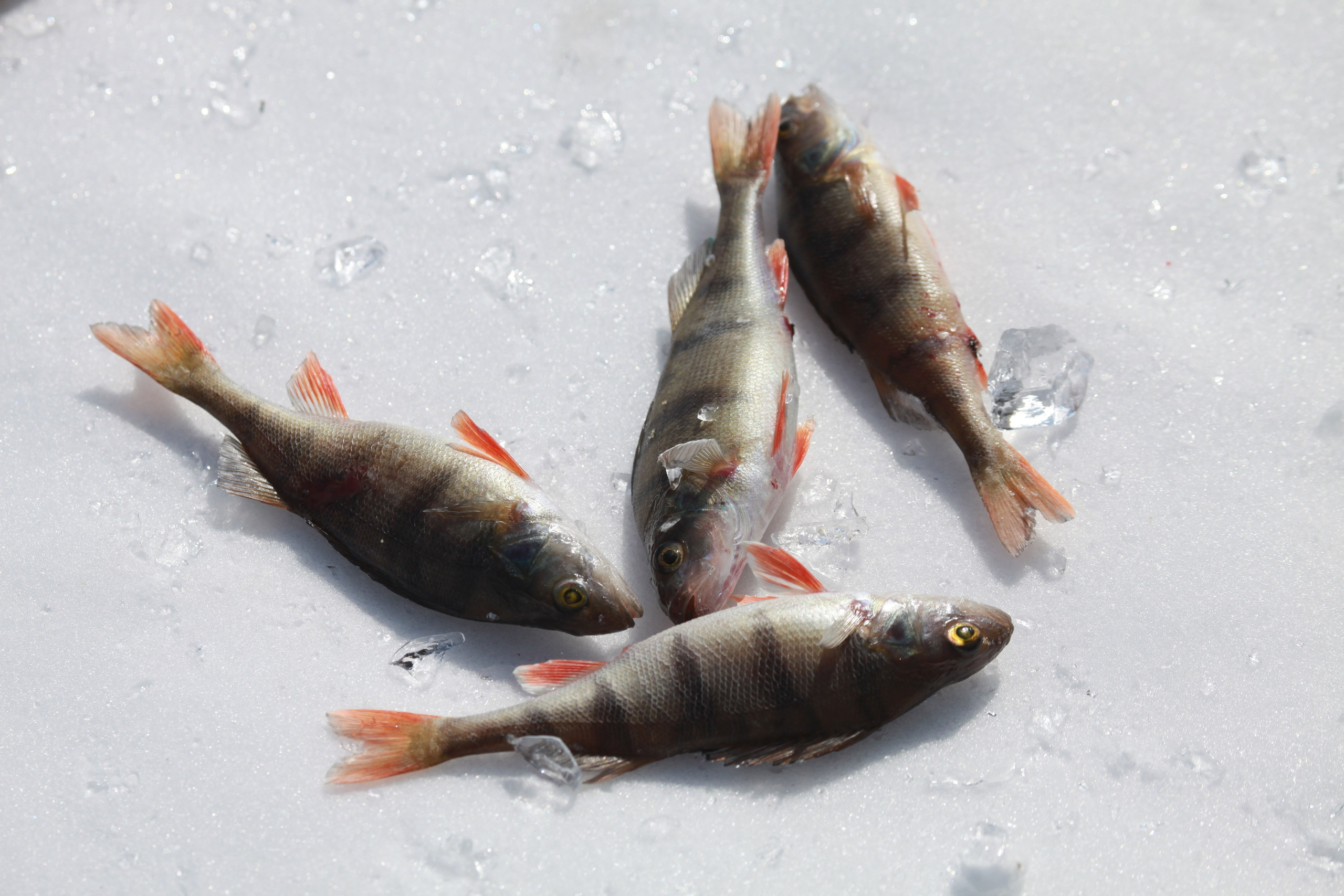 Фото Природы Забайкалья. Студия Максима Белослюдцева