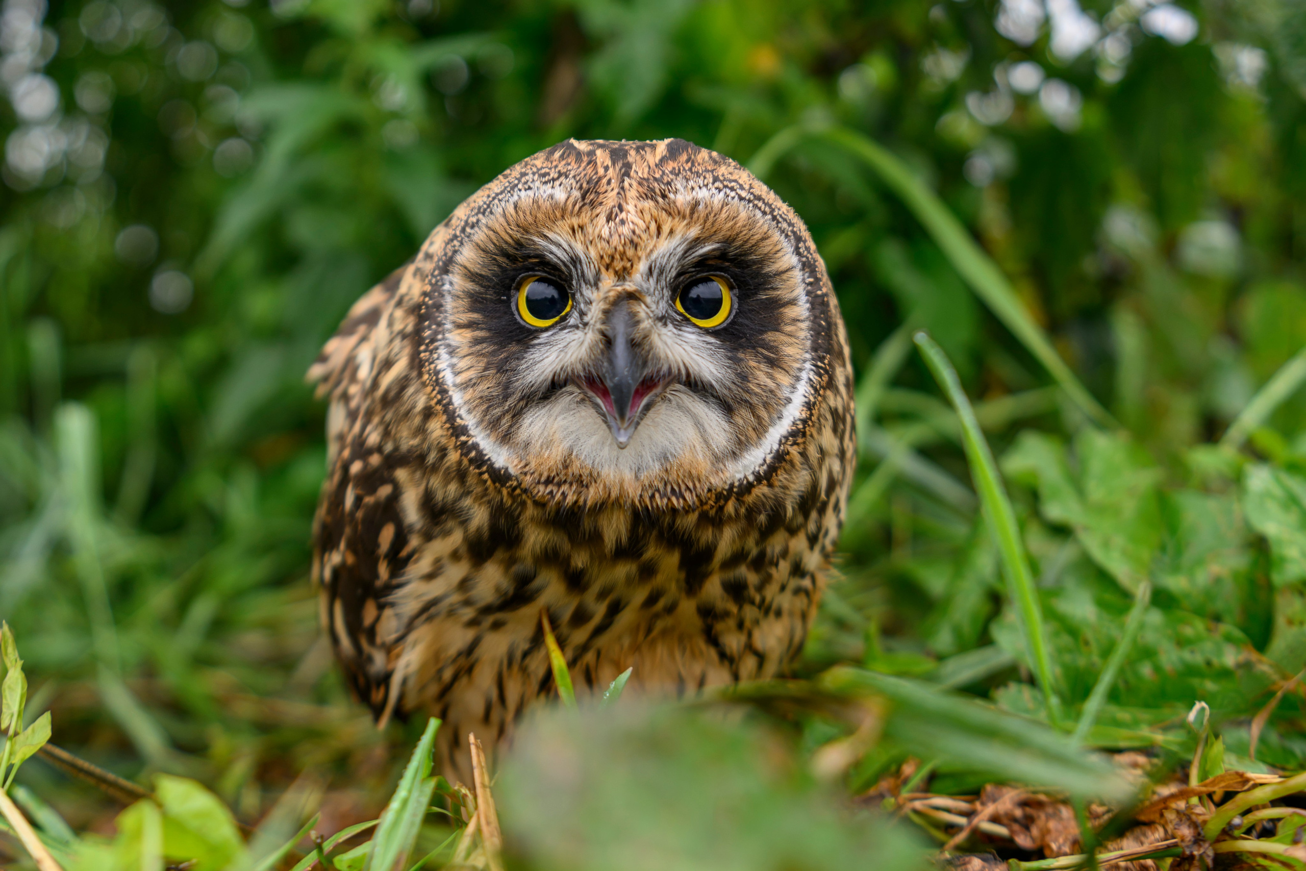 Фотосессия совенка | Owlet photo session. Фотограф Сергей Пупонин