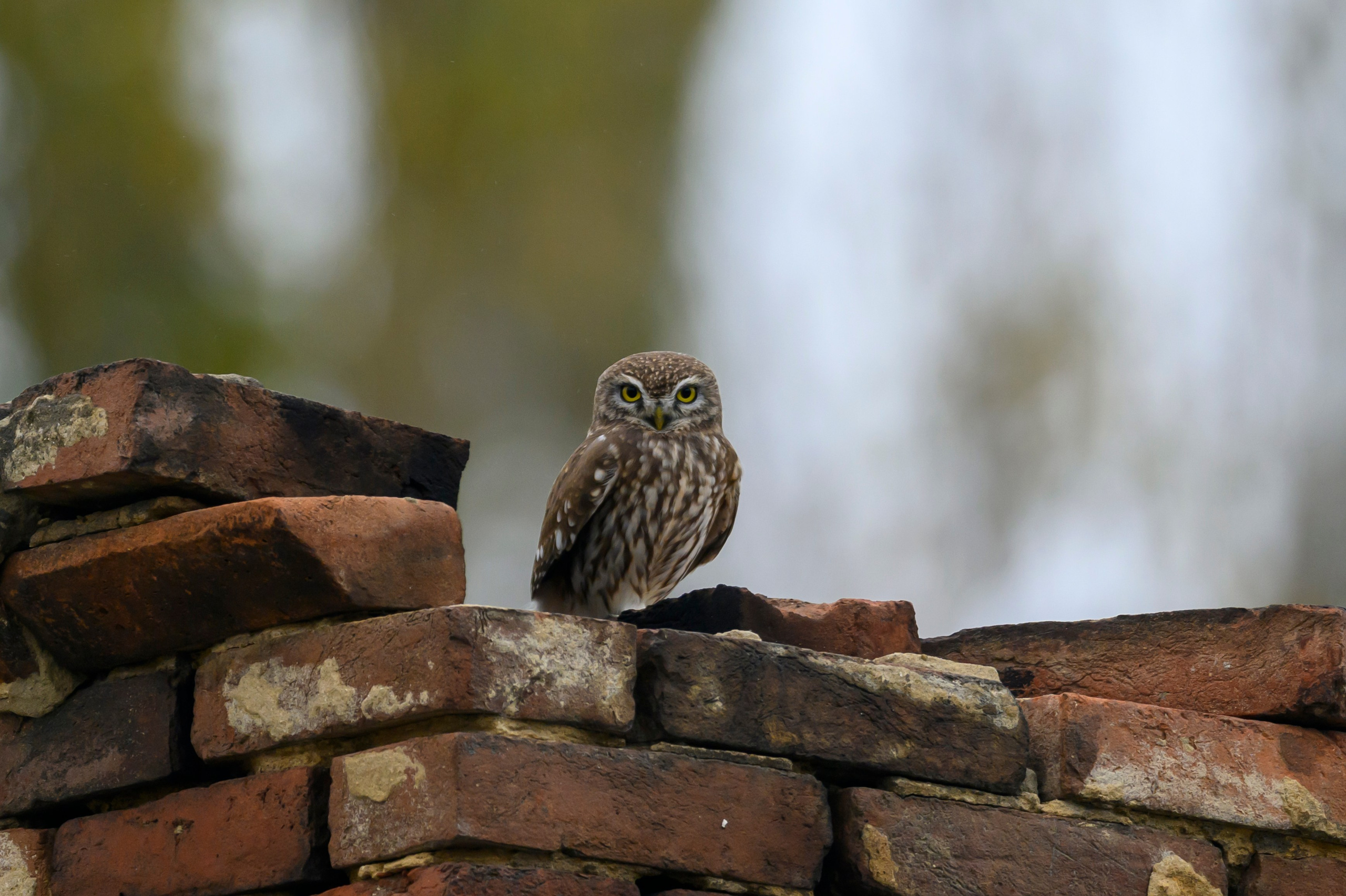 Дагестан. Ноябрь 2025. Фотограф Сергей Пупонин