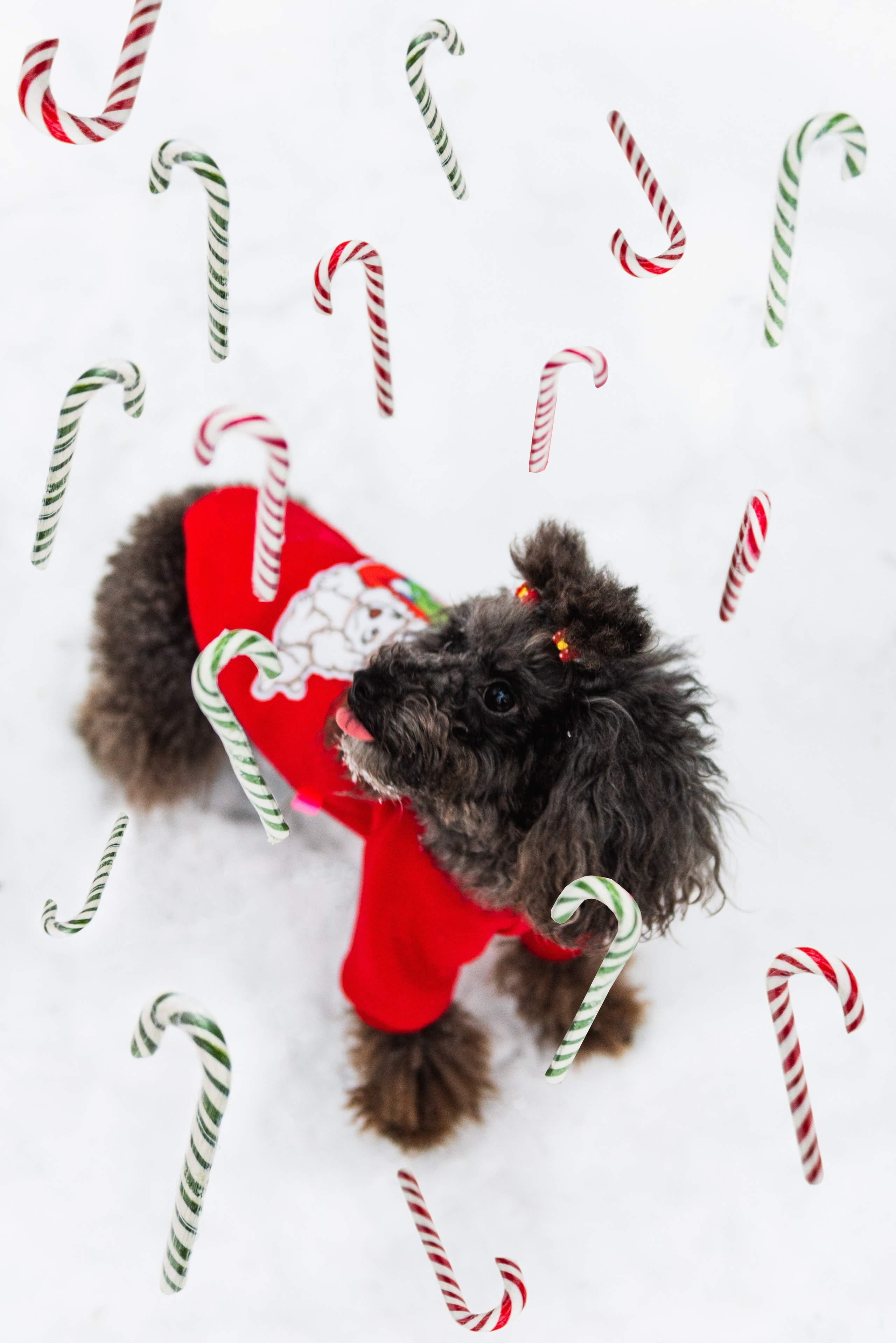 Pets. Фотограф в Москве Daria Lens