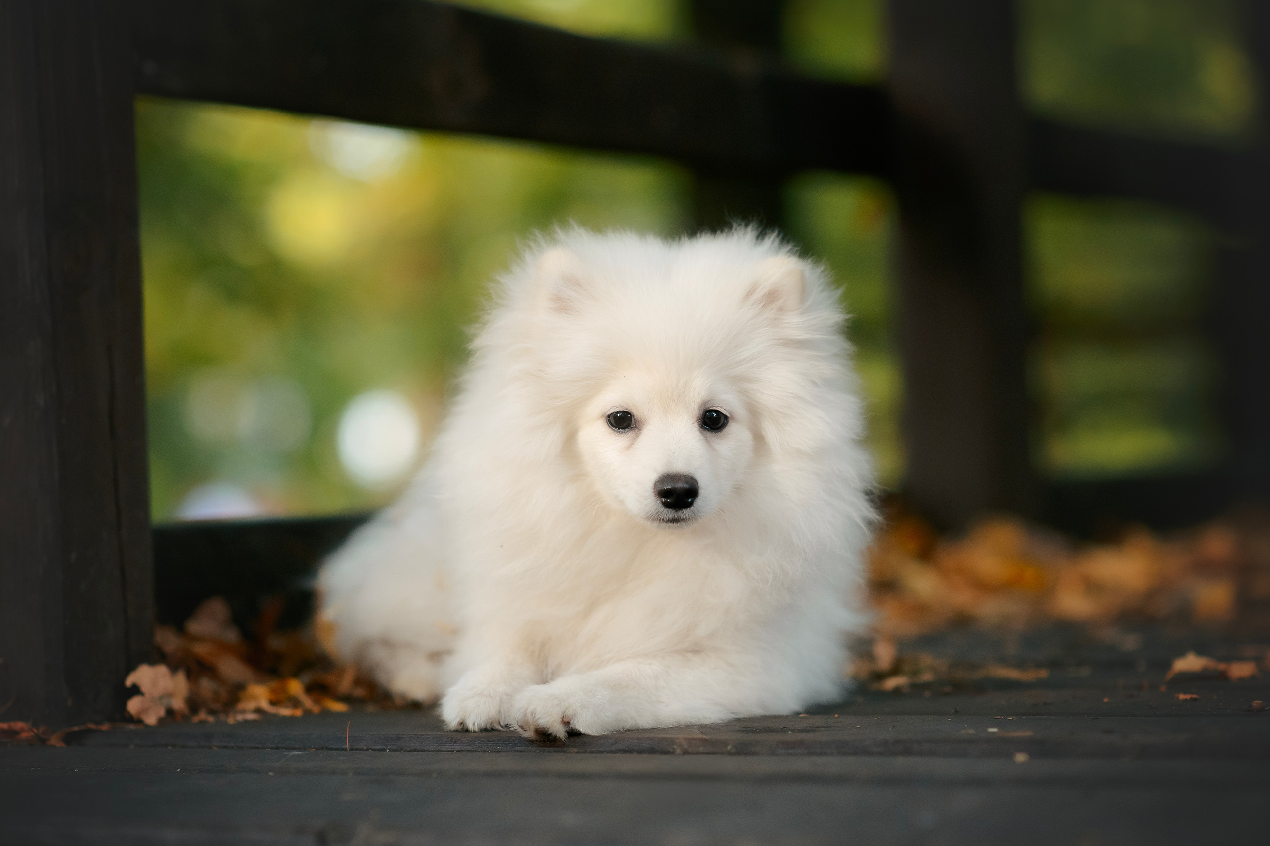 Малый немецкий шпиц — 18.09.2025. Фотограф — Анималист | Анна Абрамова