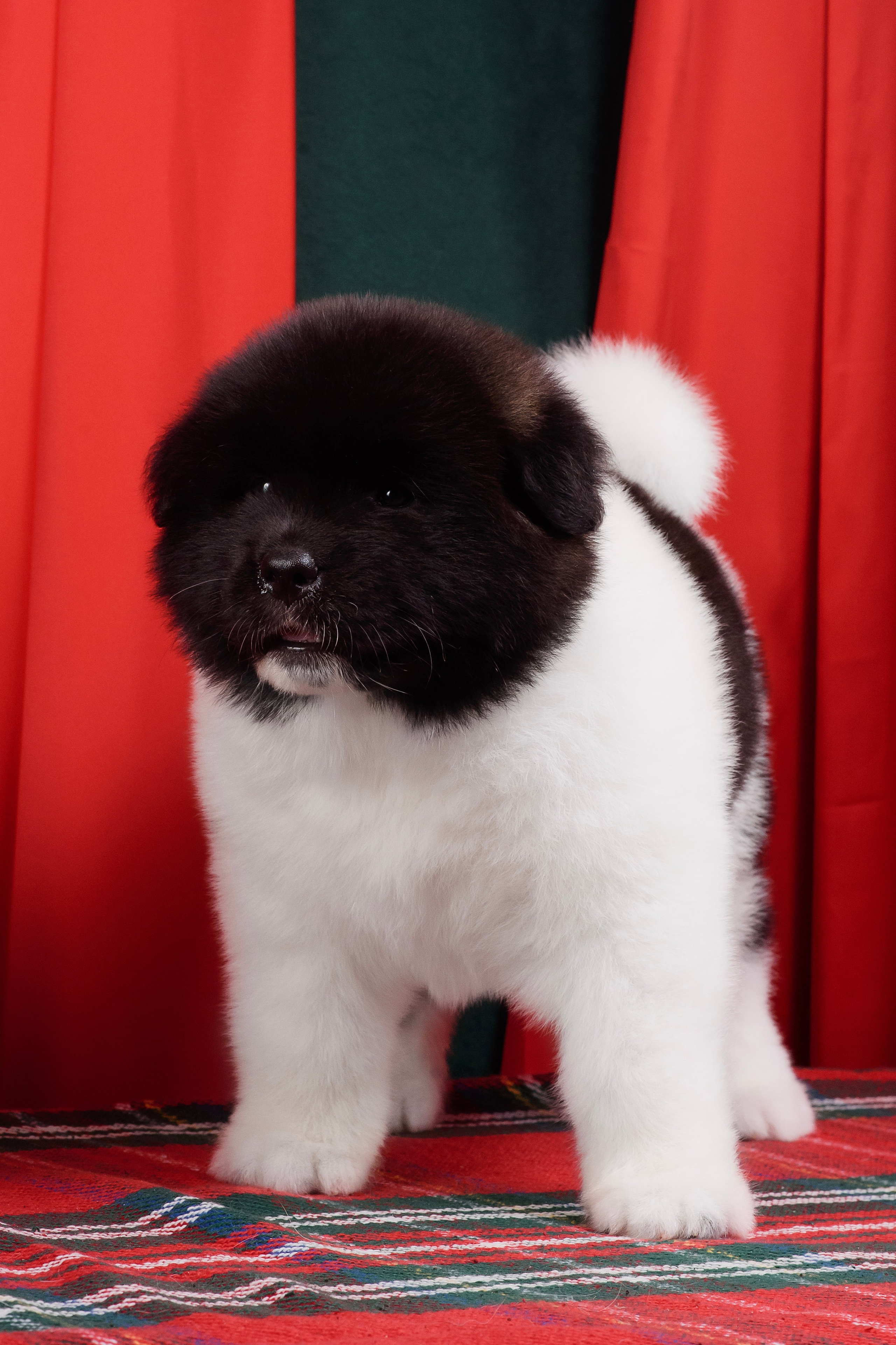 Щенки Американской Акиты. Фотограф — Анималист | Анна Абрамова