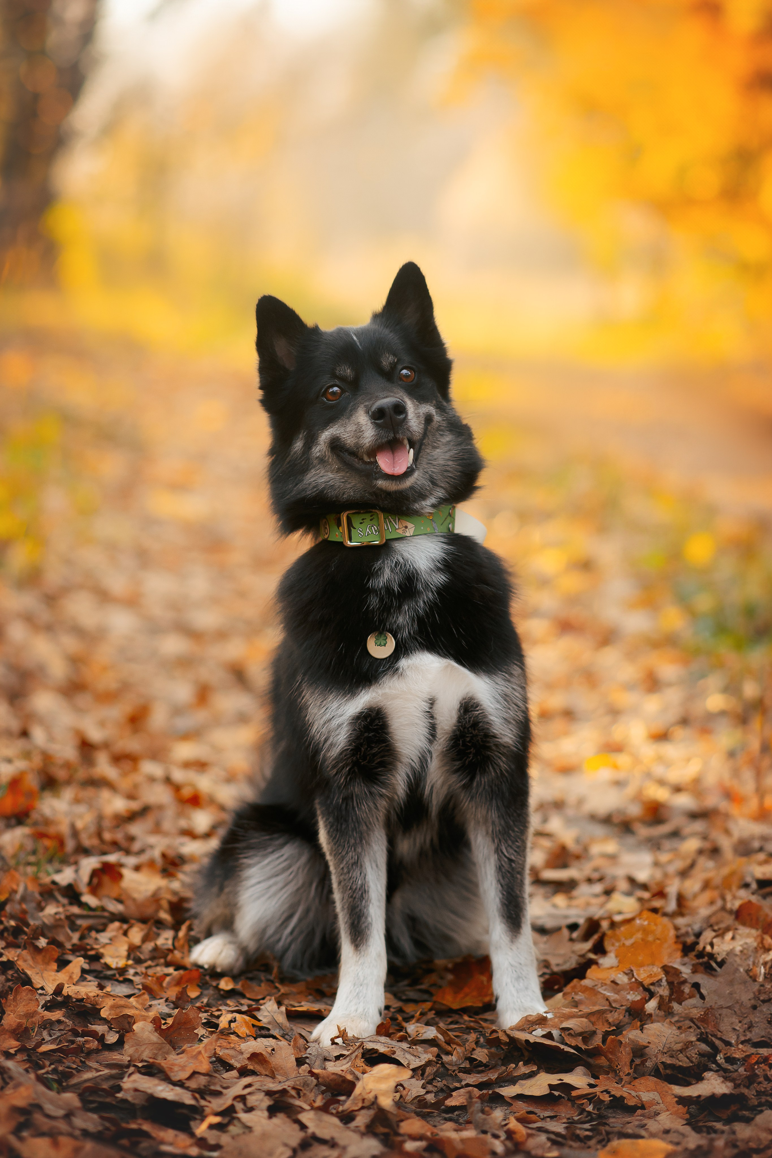 Максим, Надя, Рой и Шелби — 13.10.2024. Фотограф — Анималист | Анна Абрамова