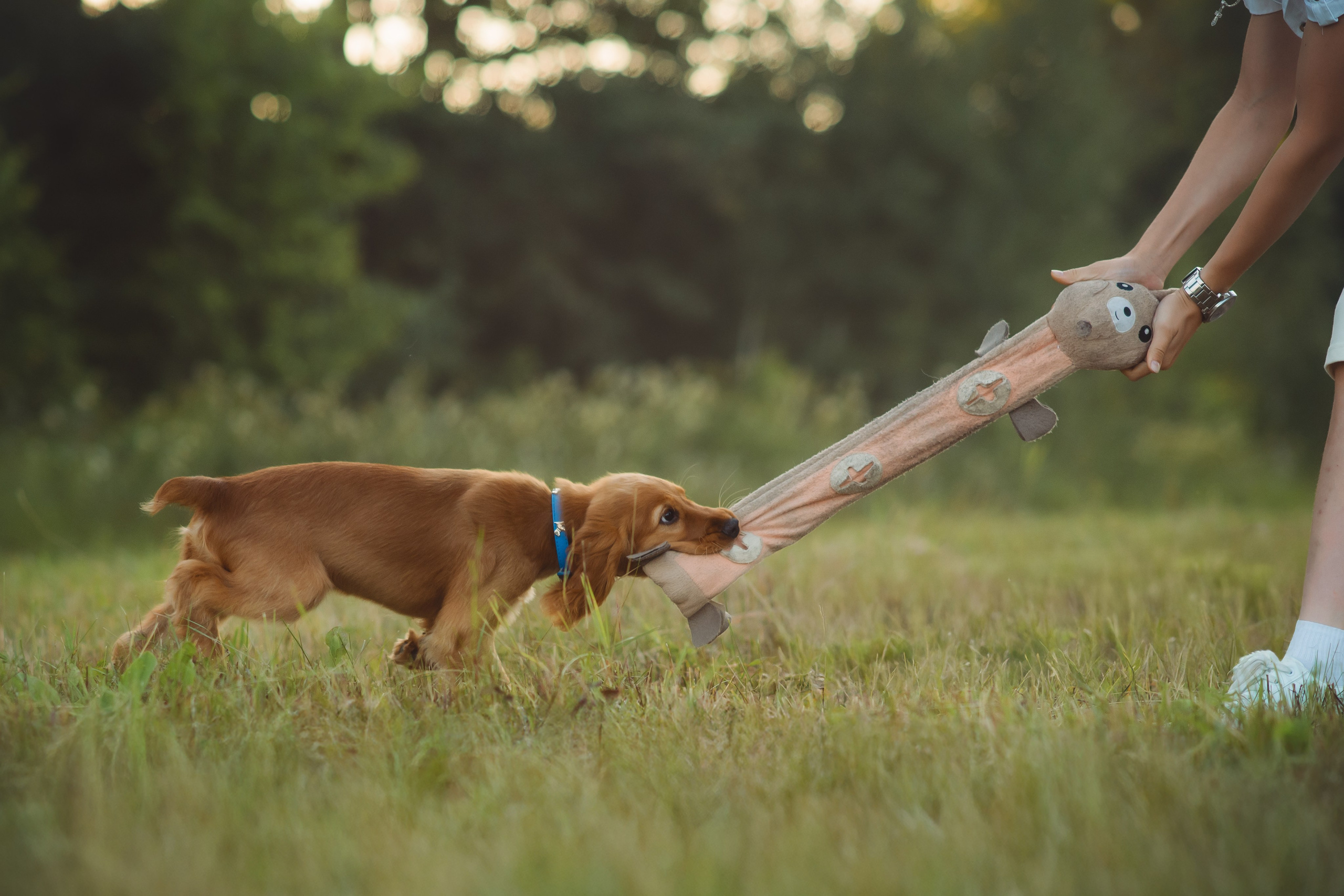 Наташа, Агата, Назар и Август — 17.07.2025. Фотограф — Анималист | Анна Абрамова