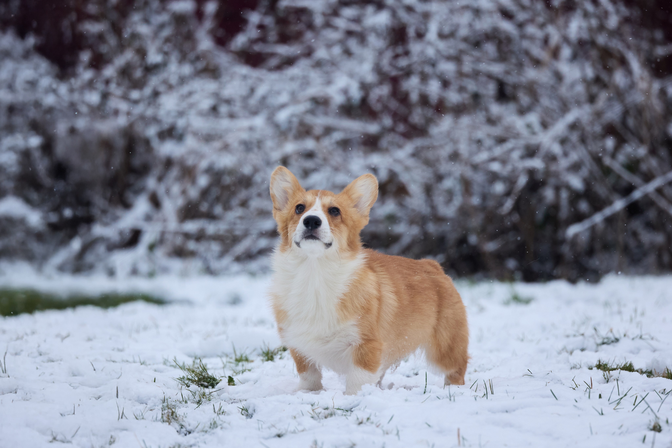 Пиар. Фотограф Ирина Астор