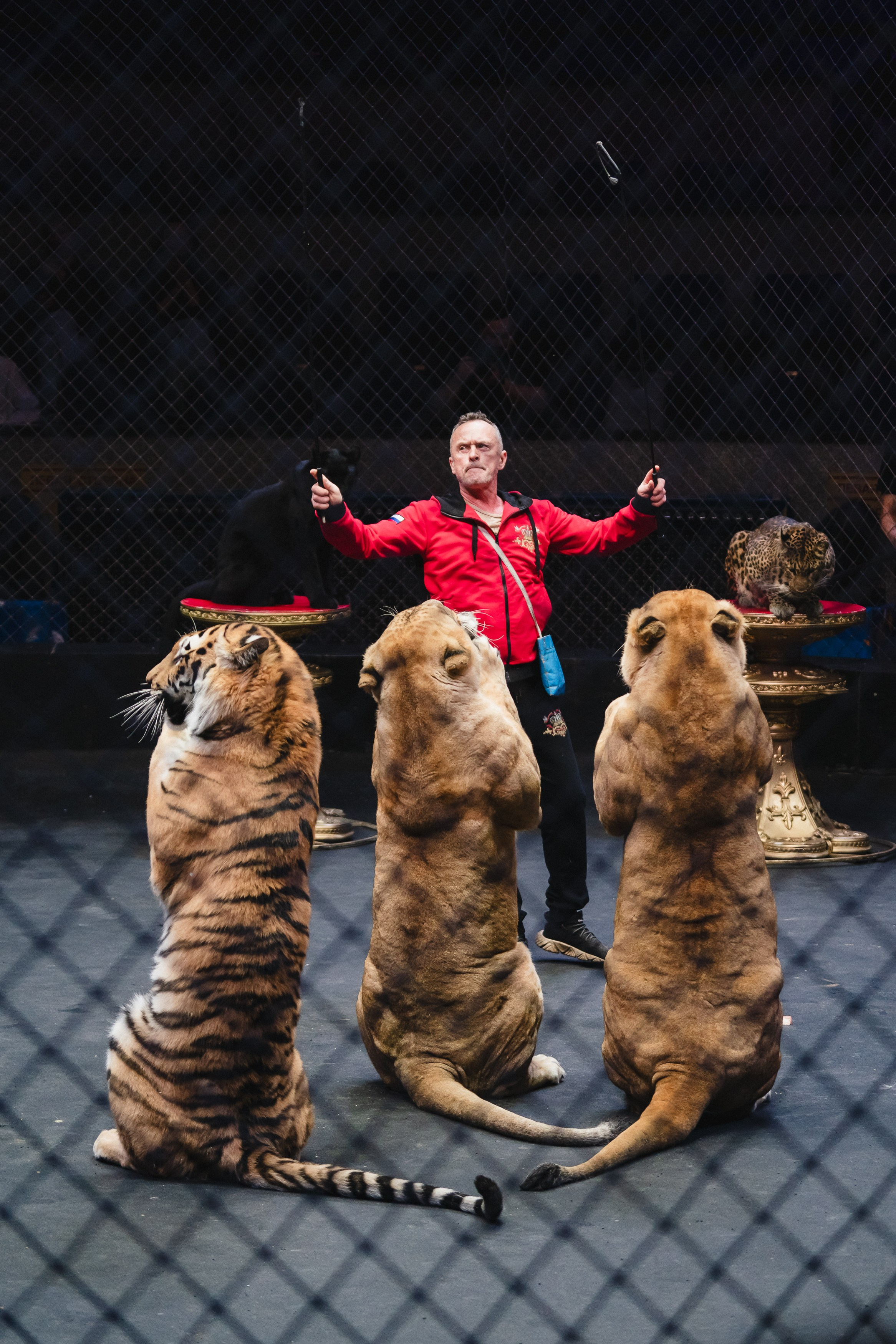 5 Континентов — Открытая репетиция. Воробьева Ксения — Спортивный и танцевальный фотограф Новосибирск