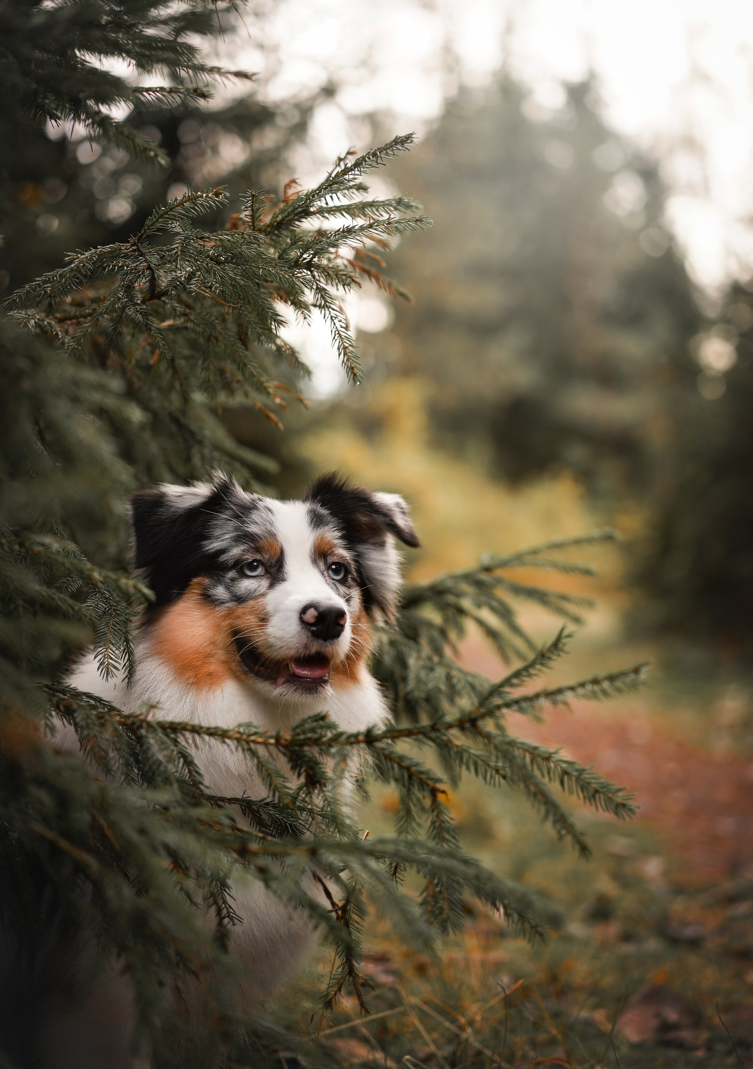 Соня Гавриил и Юкки. Фотограф-анималист в Санкт-Петербурге Яна Мартынова