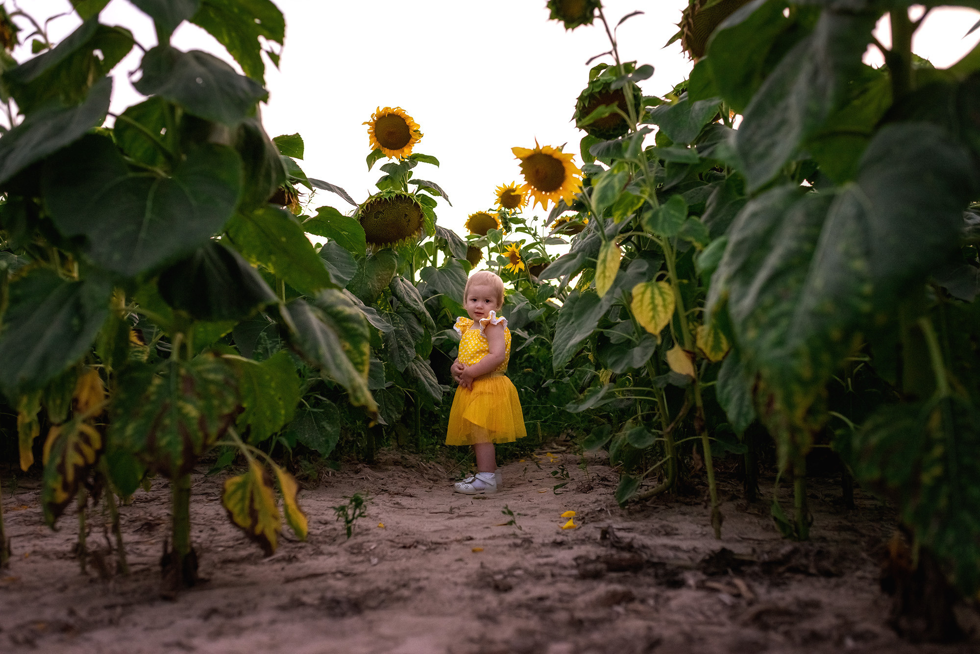 Подсолнухи. Женский фотограф Крещение Венчание Москва Брянск