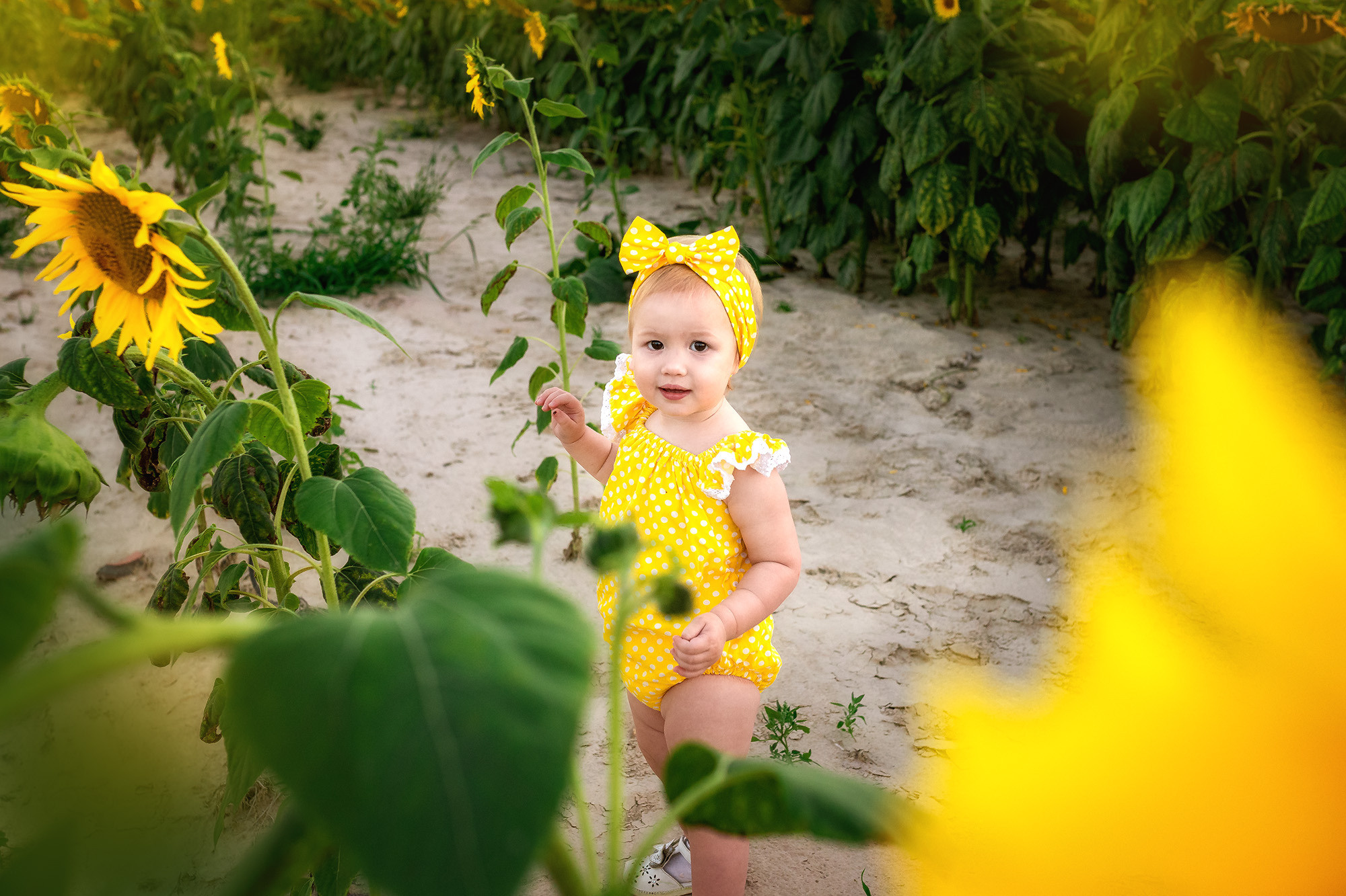 Подсолнухи. Женский фотограф Крещение Венчание Москва Брянск