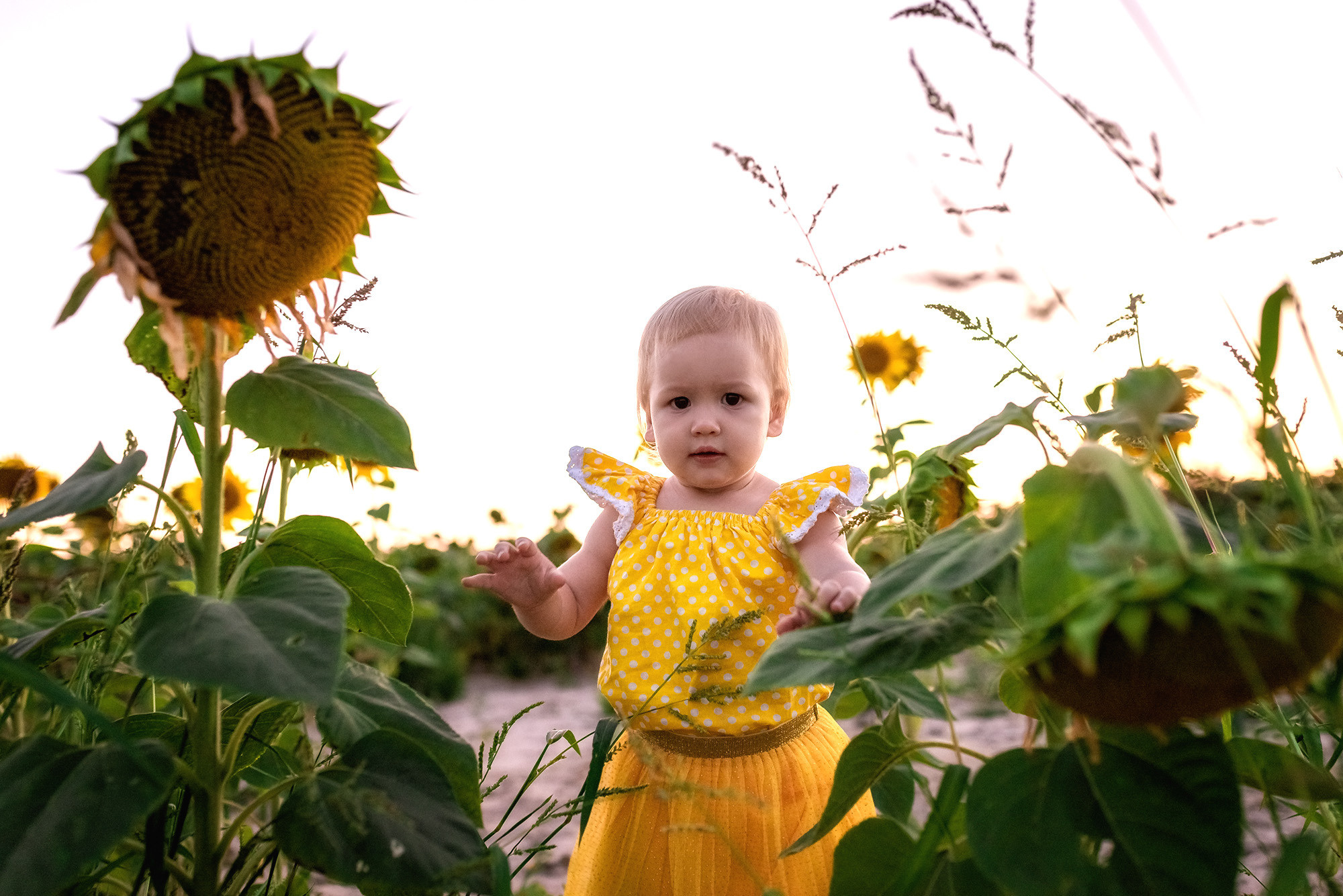 Подсолнухи. Женский фотограф Крещение Венчание Москва Брянск