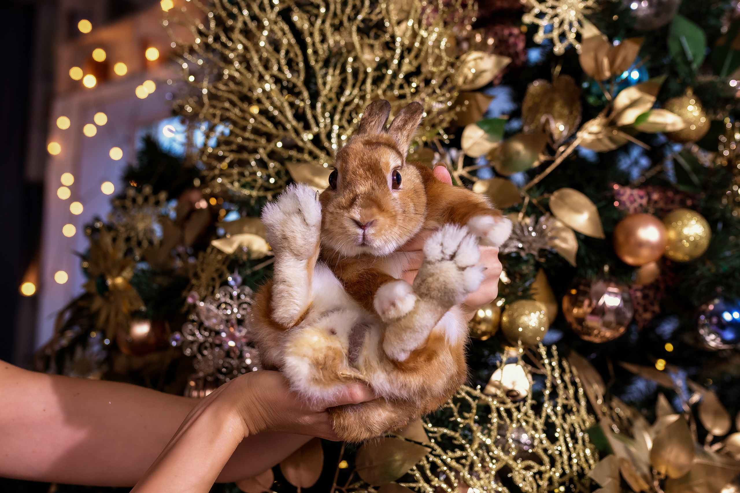 Новый год. Женский фотограф Крещение Венчание Москва Брянск