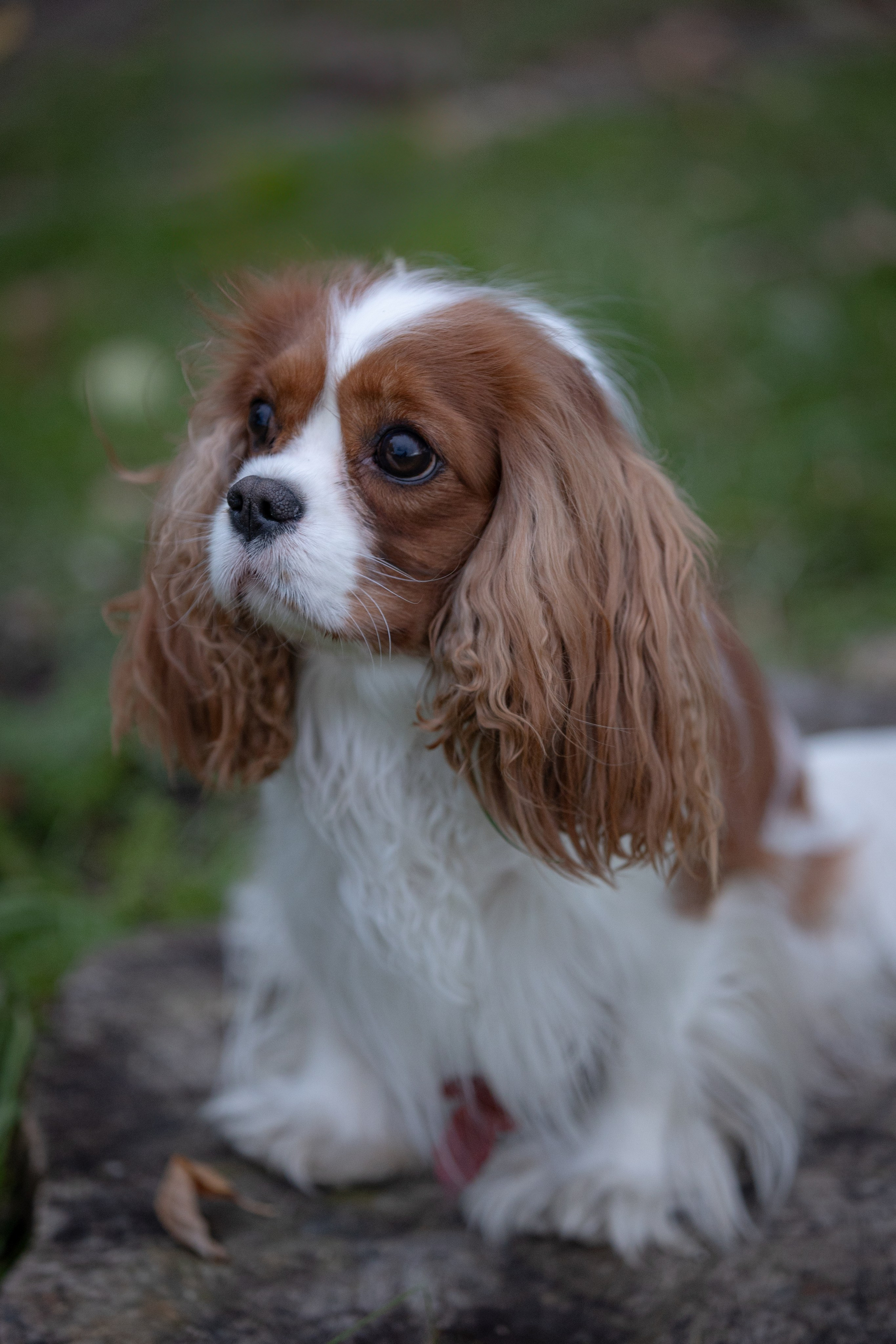 Лера, Маша, Бо и Глаша. Ваш фотограф — Александра Андрущенко