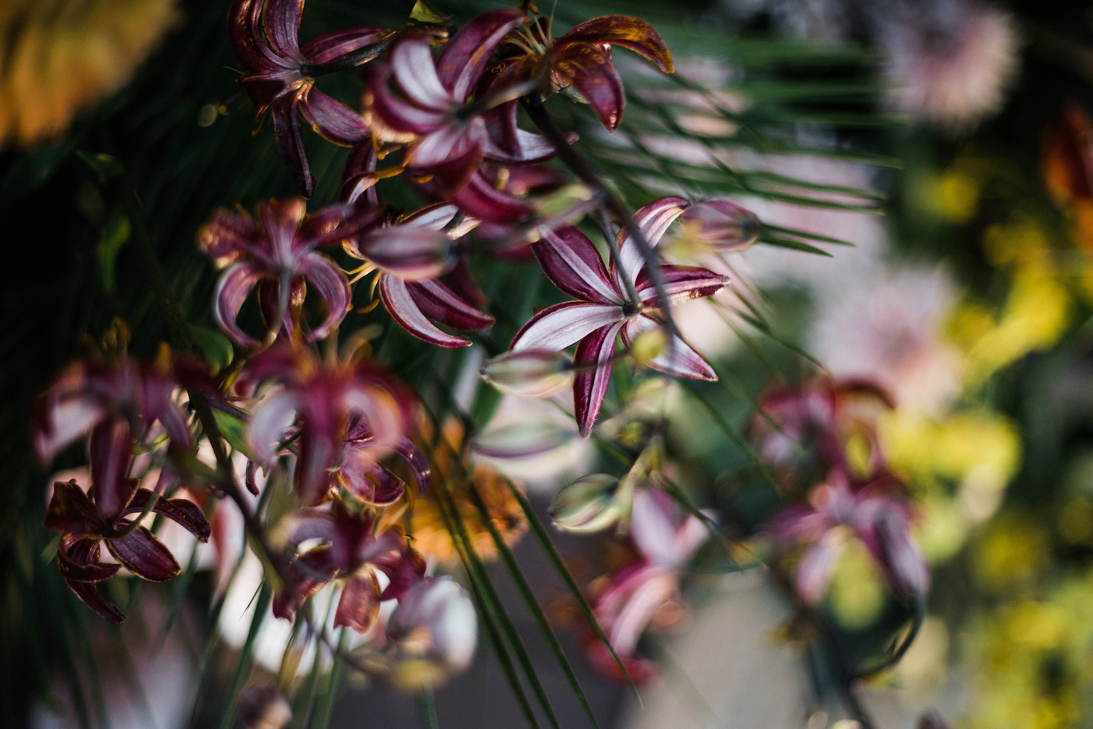 BOTANIKA. Свадебный и семейный фотограф в Краснодаре Роман Моско