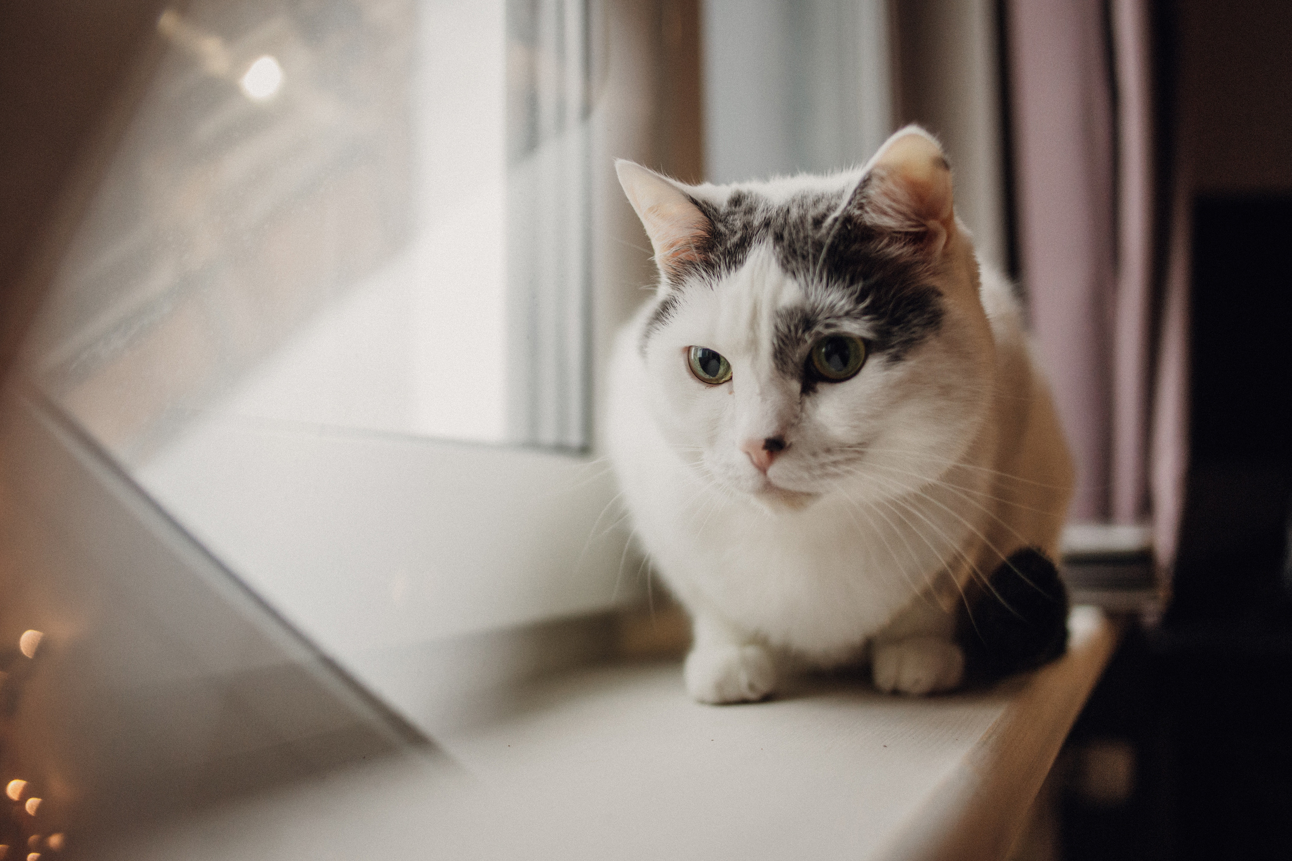 Как у нас дома любовь…. Фотограф в Санкт-Петербурге Вера Сивенкова