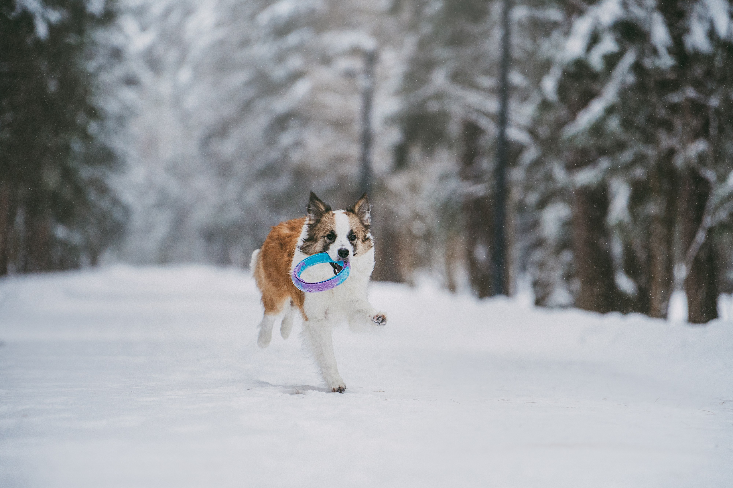 Катя, Анатолий и Елай. Фотограф анималист в Москве и Санкт-Петербурге Свиридова Анна