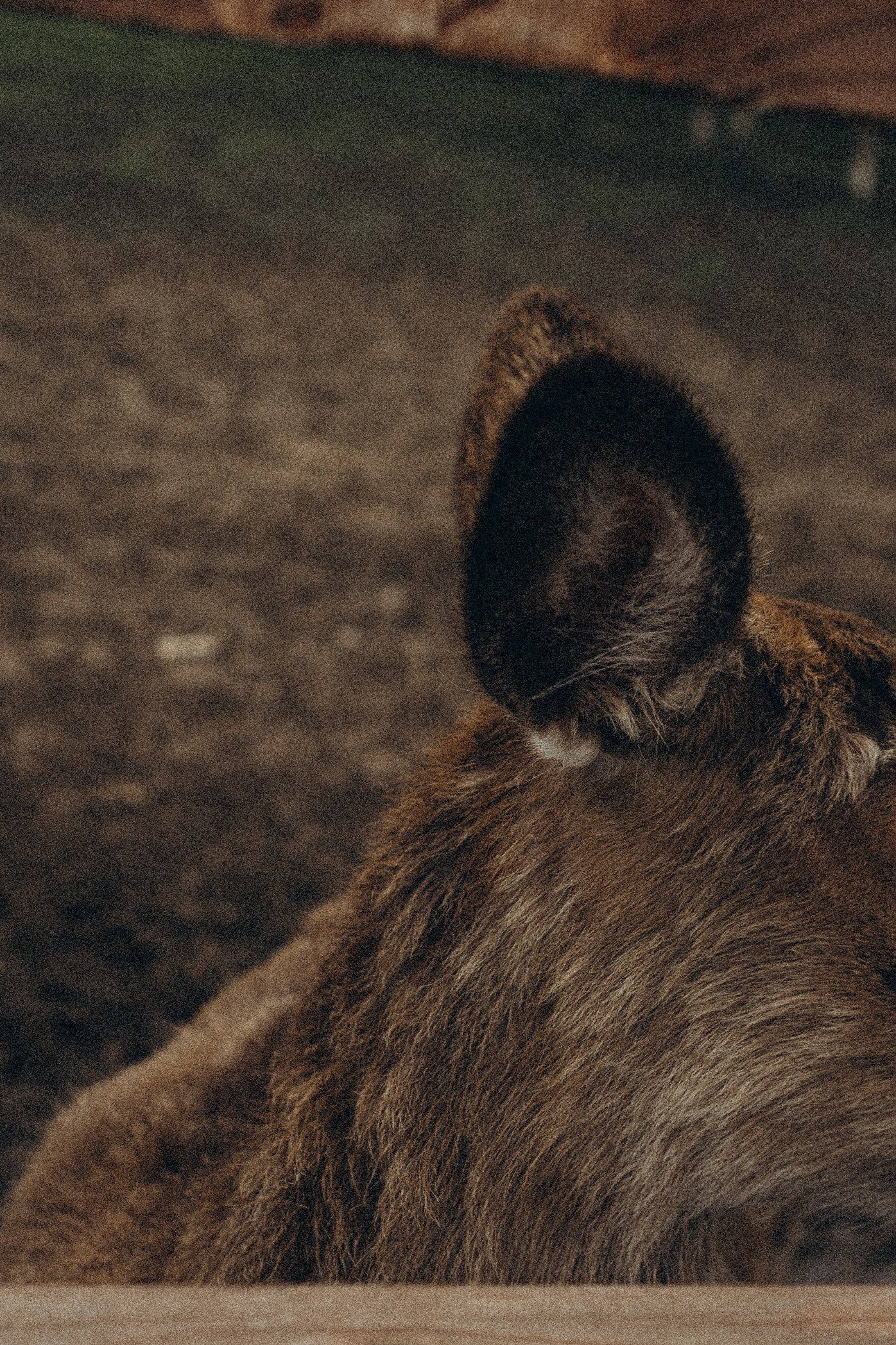 ОЛЕНЬЯ ФЕРМА В ТВЕРИ. Профессиональный фотограф, Санкт-Петербург — Виктория Богомолова