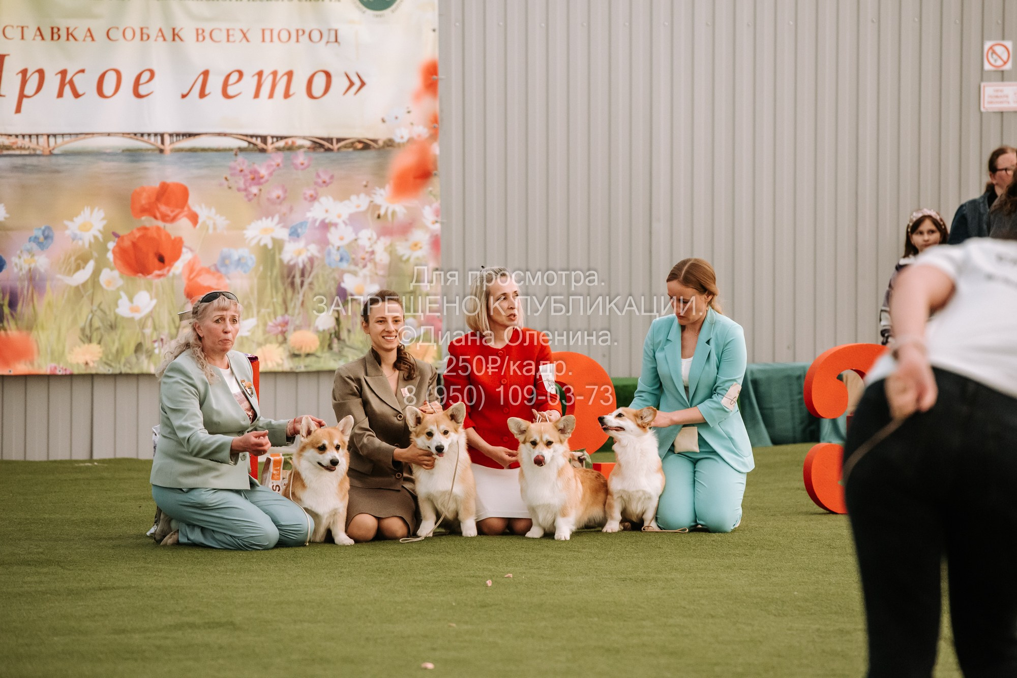 Выставка собак Красноярск 2.06. Фотограф Диана Оленина Красноярск / Братск