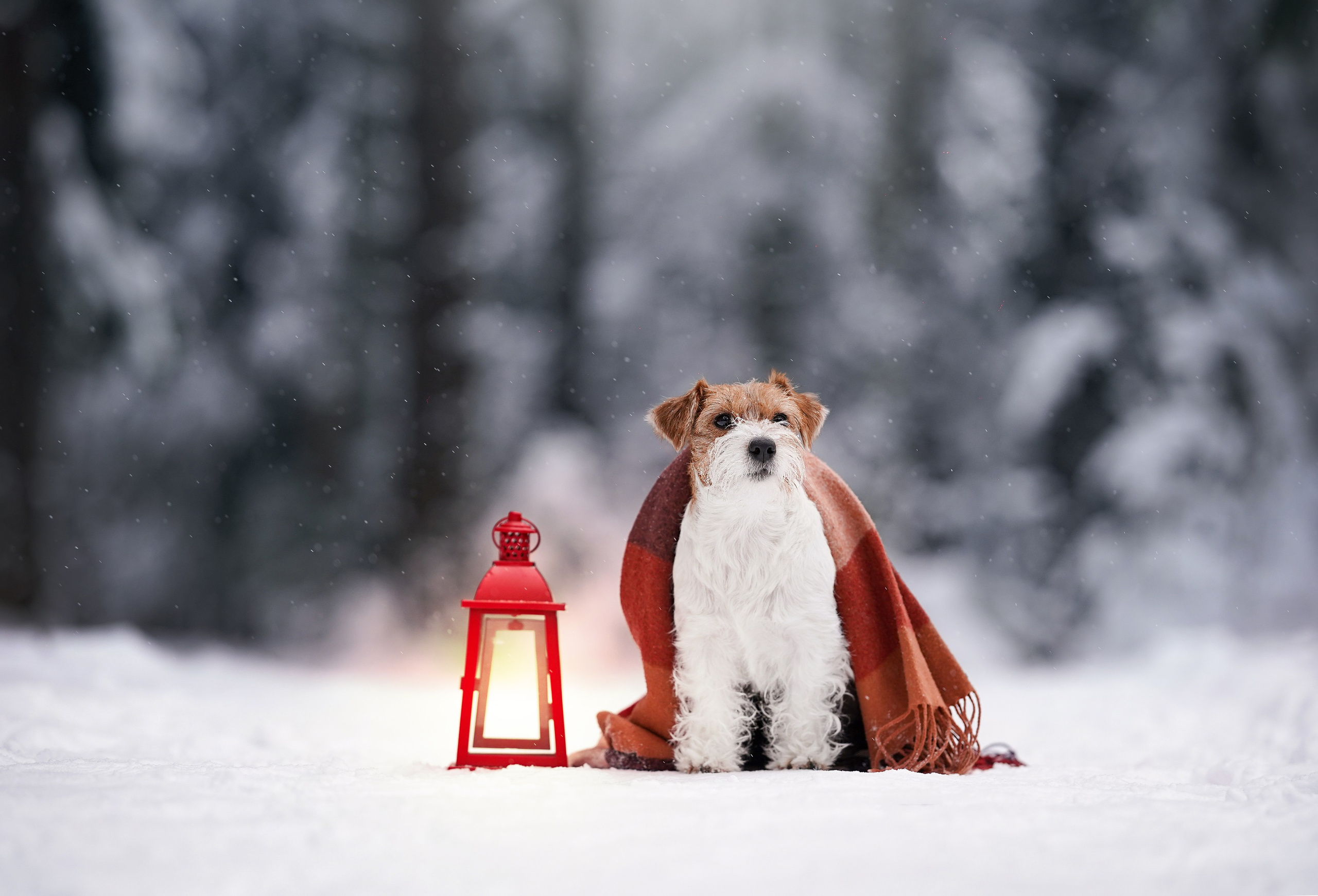 Люба и Тося. Фотограф-анималист в Санкт-Петербурге Яна Мартынова