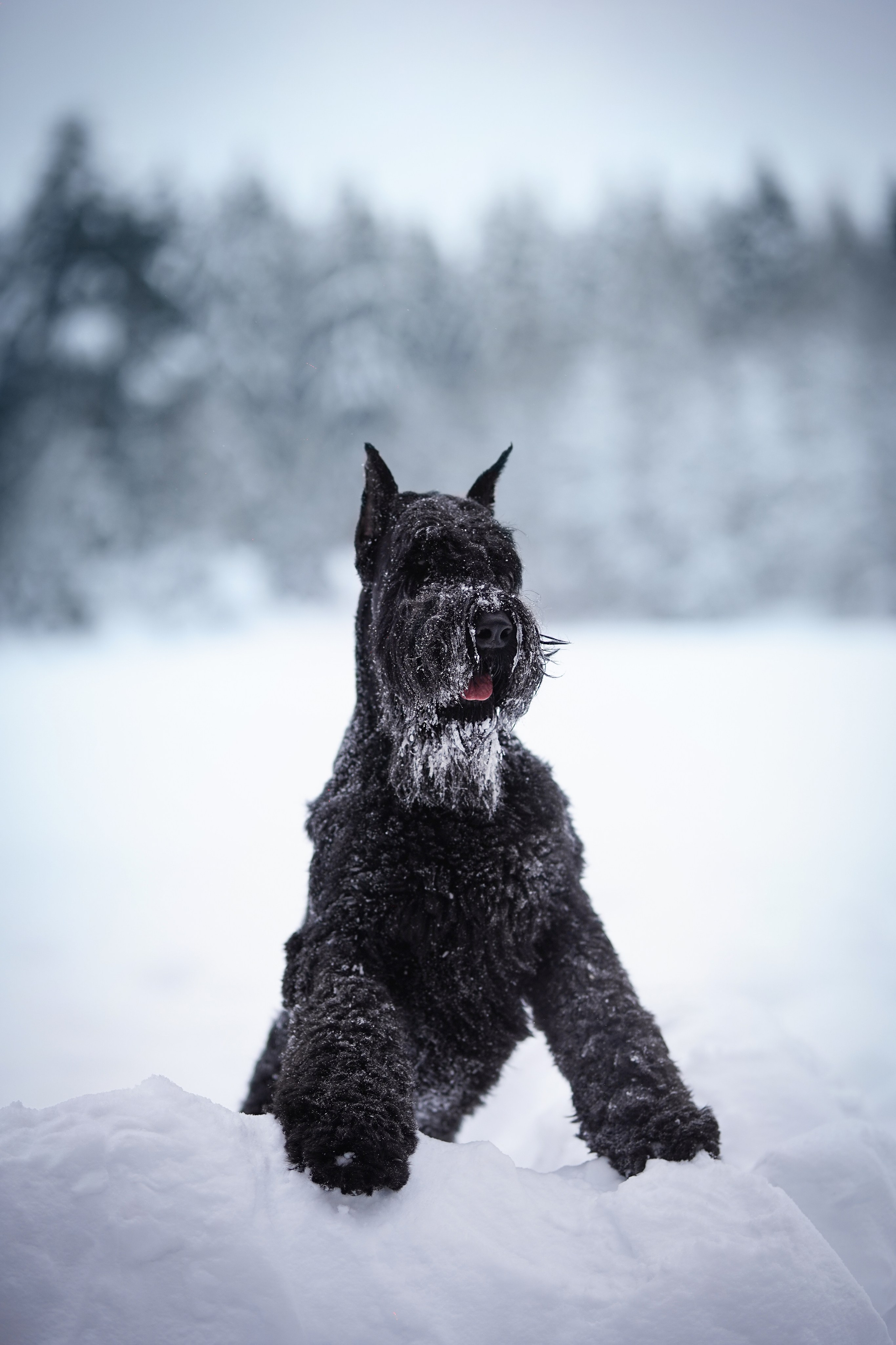 Оля Миша и шнауцеры. Фотограф-анималист в Санкт-Петербурге Яна Мартынова