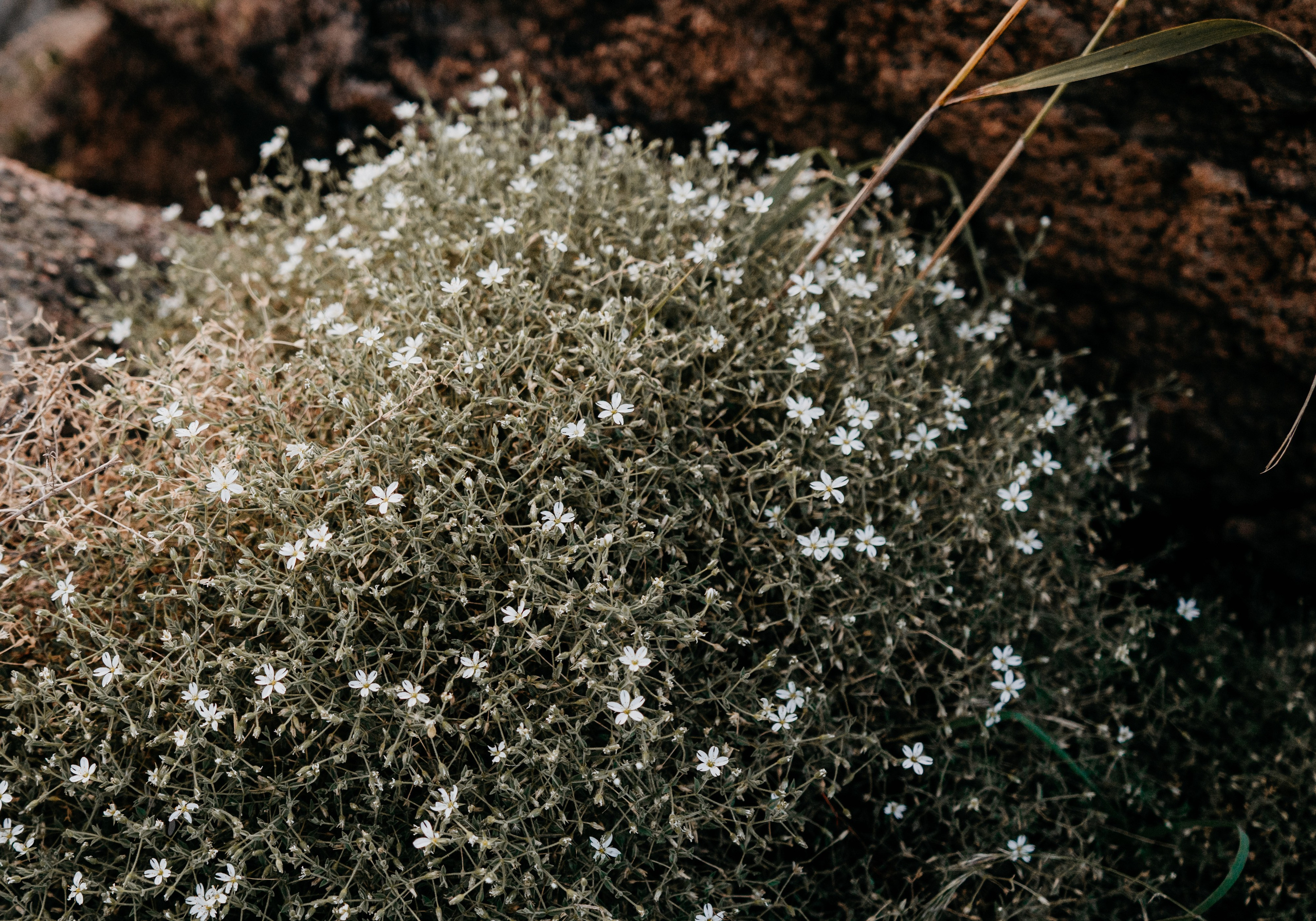 Свадебный фотографии с прогулки в окрестностях Улан-Удэ. Фотограф в Улан-Удэ. Свадебный фотограф в Улан-Удэ