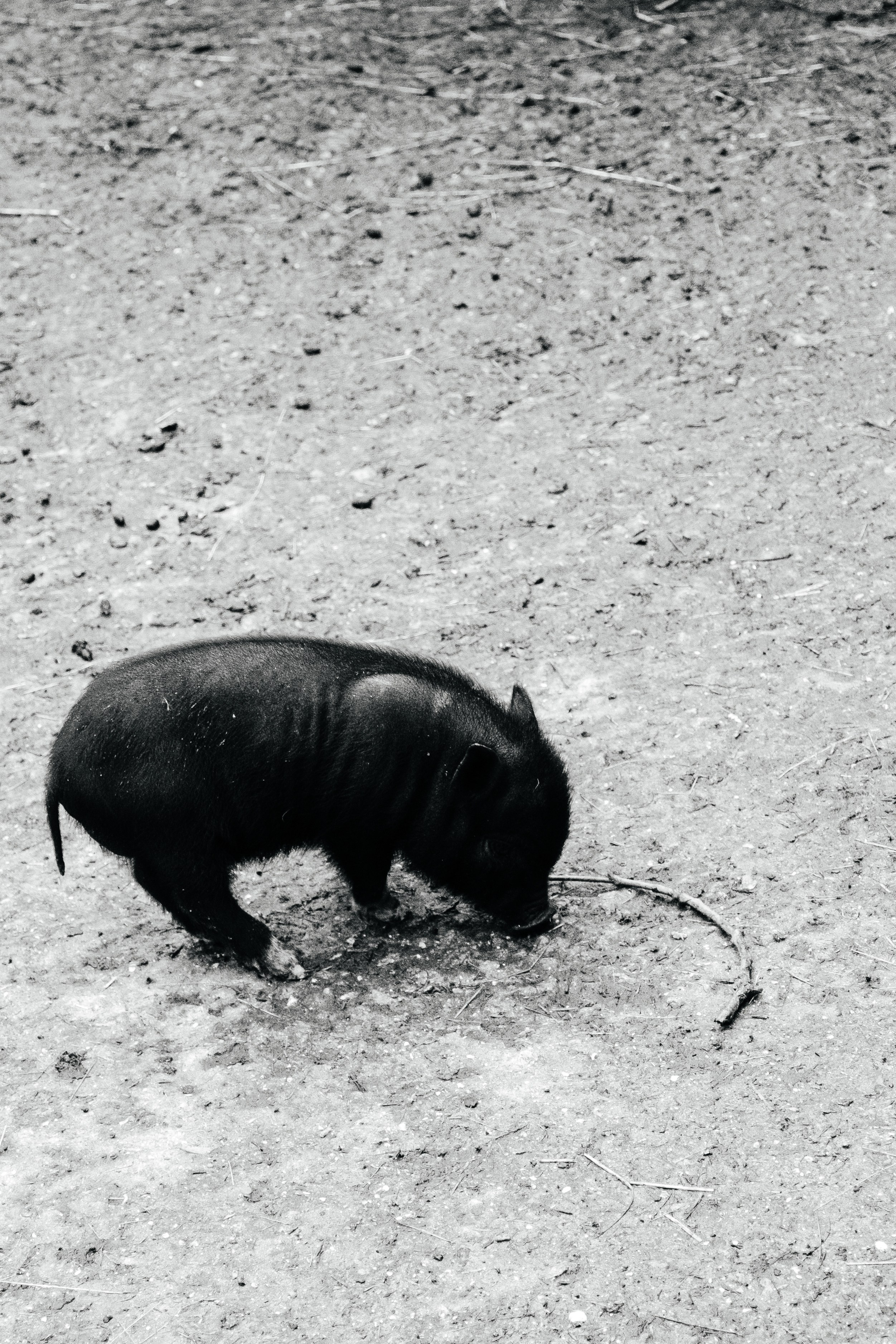 Helios. Photographer Mary Matveenko