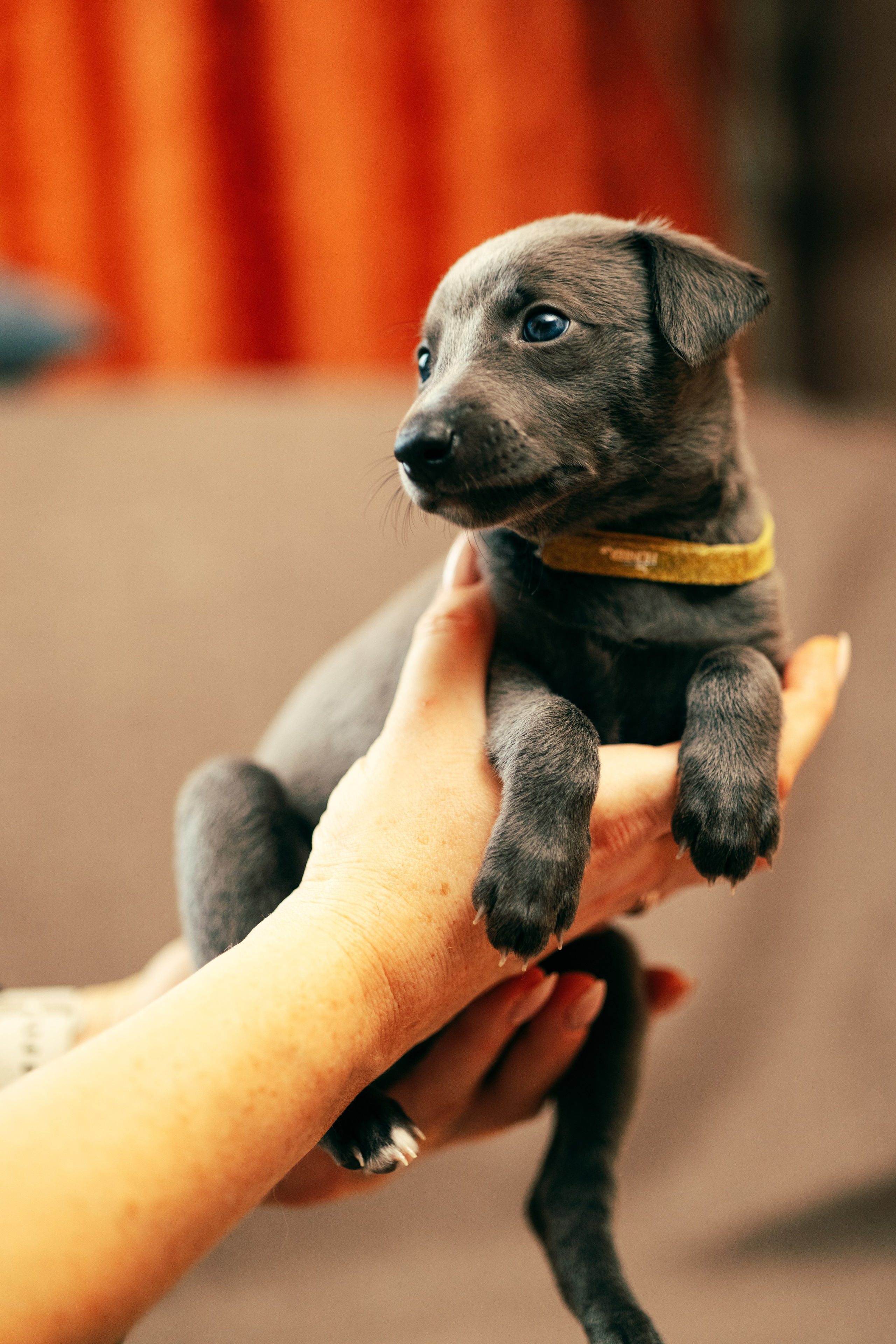Щенки. Анна Самохина. Фотограф. Москва