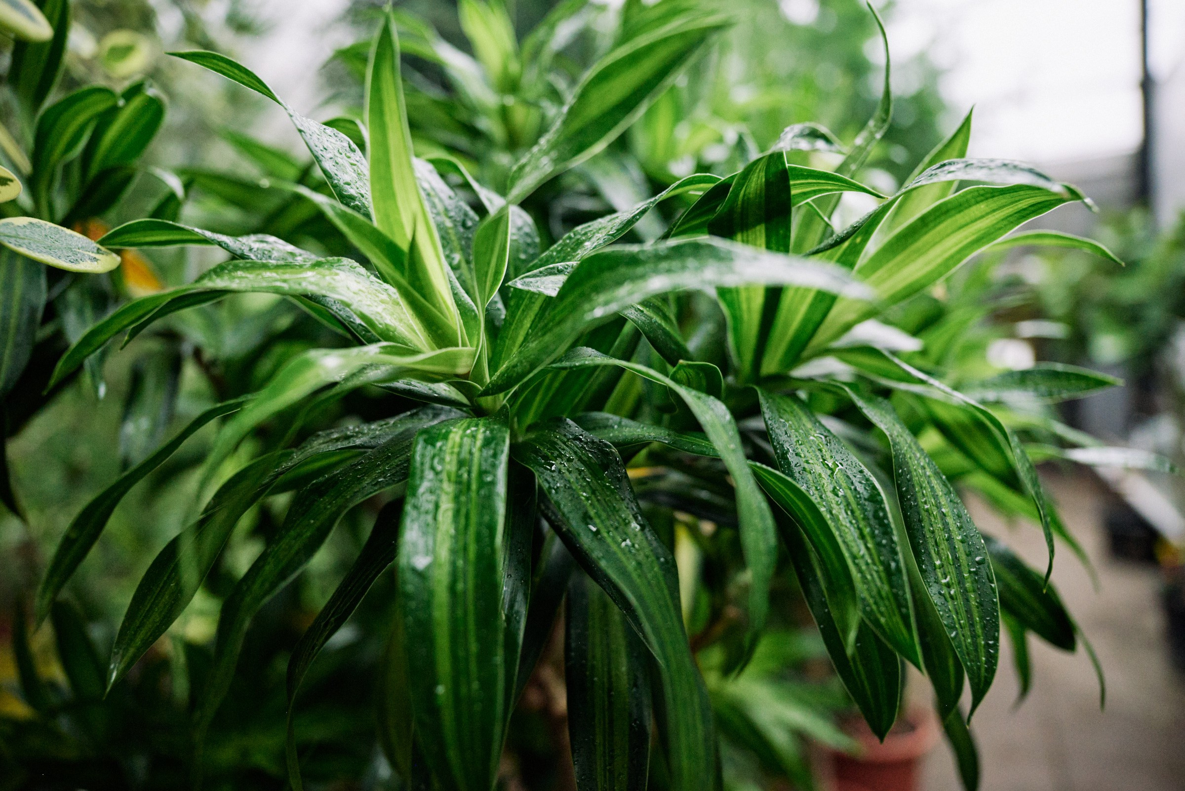 Ярослав и Юлия. Маляревич Дмитрий свадебный фотограф