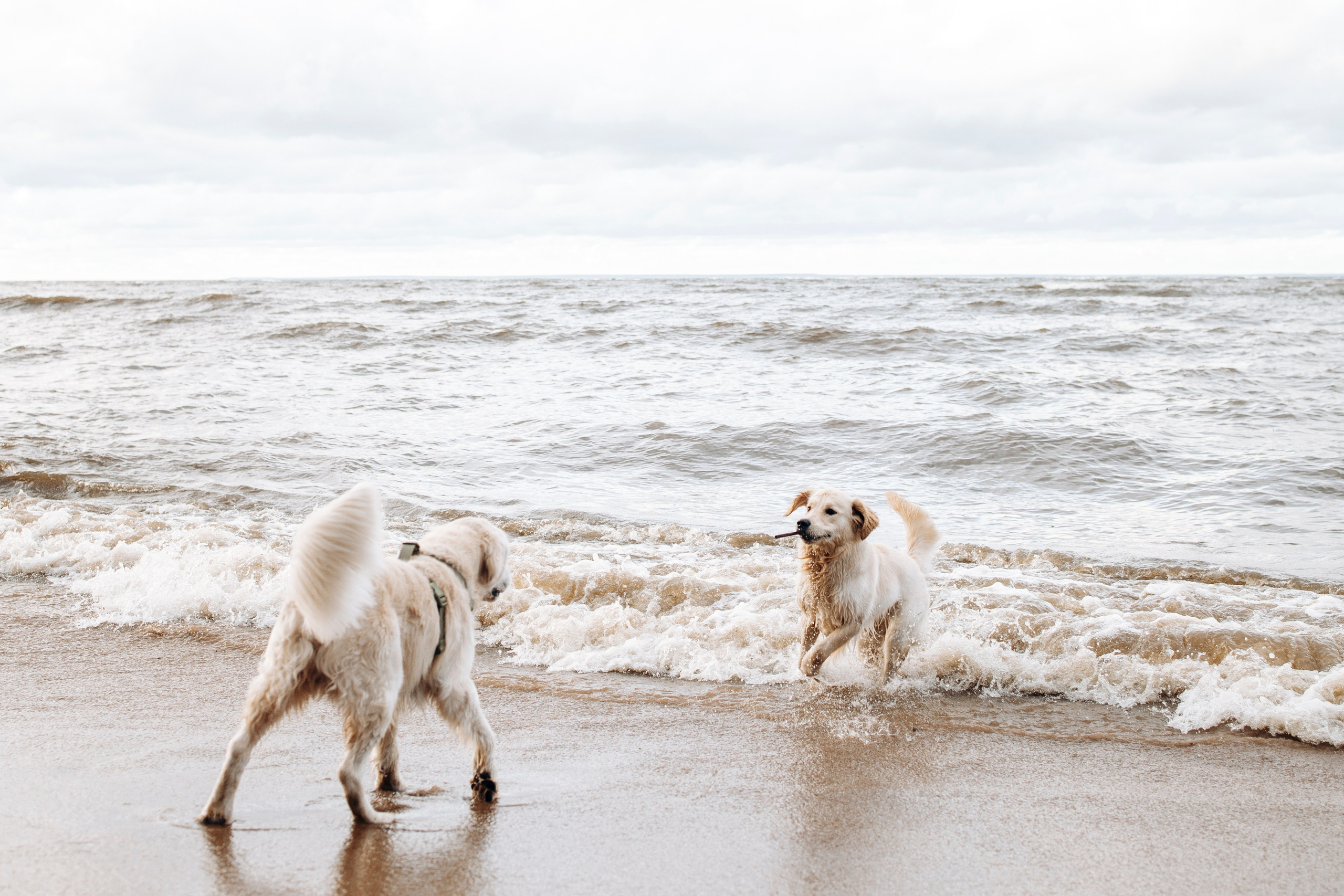 Прогулка Насти с Арчи и Арагоном. Фотограф-анималист в Санкт-Петеребурге Титова Алиса