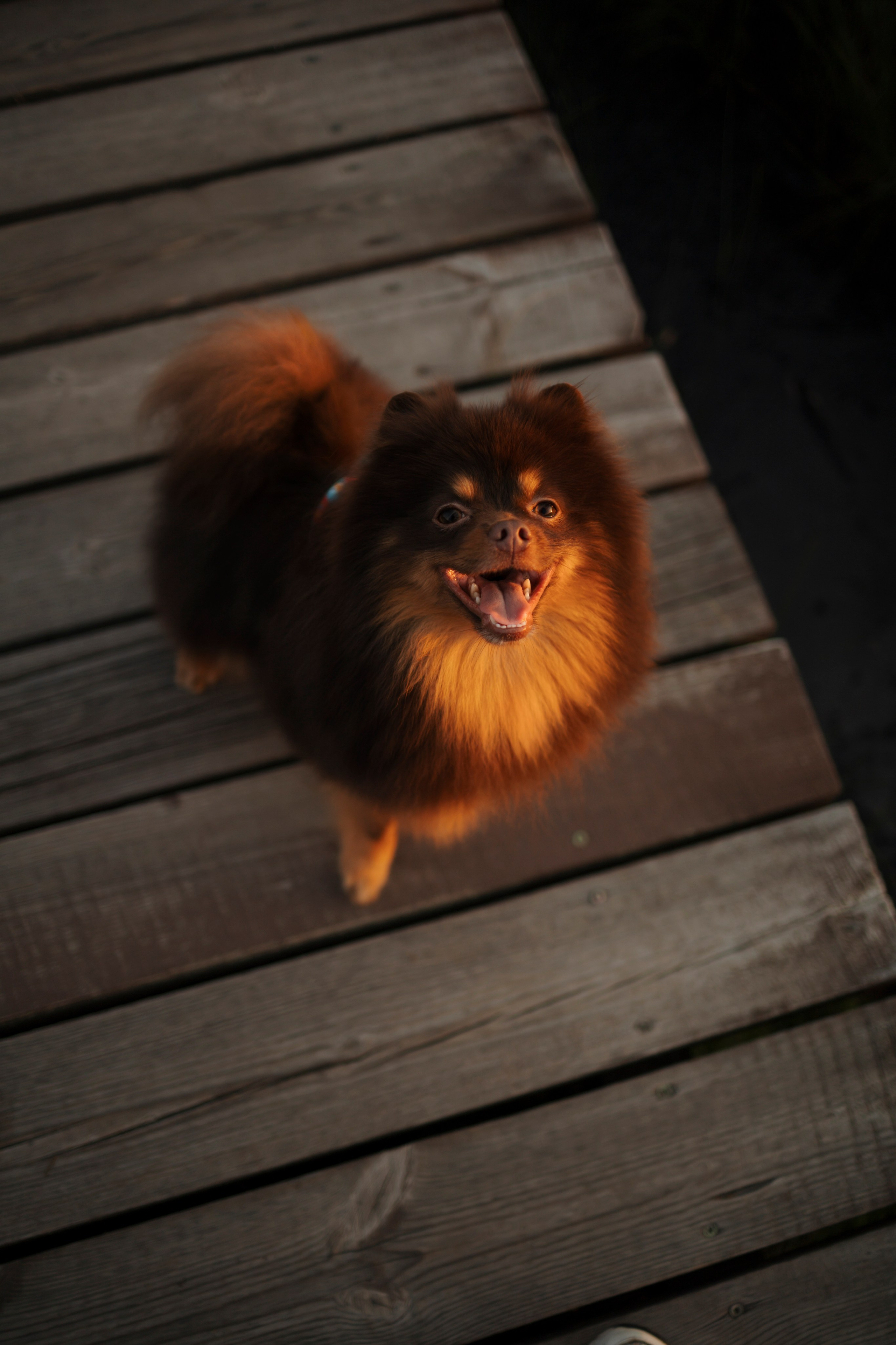 Сапфир и его семья. Фотограф-анималист в Санкт-Петеребурге Титова Алиса