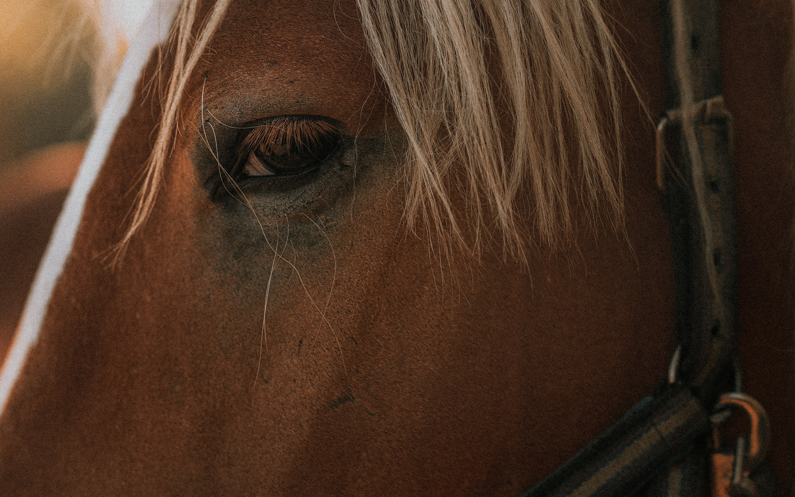 Born to be Wild. Юля Дэй • Фотограф, Санкт-Петербург