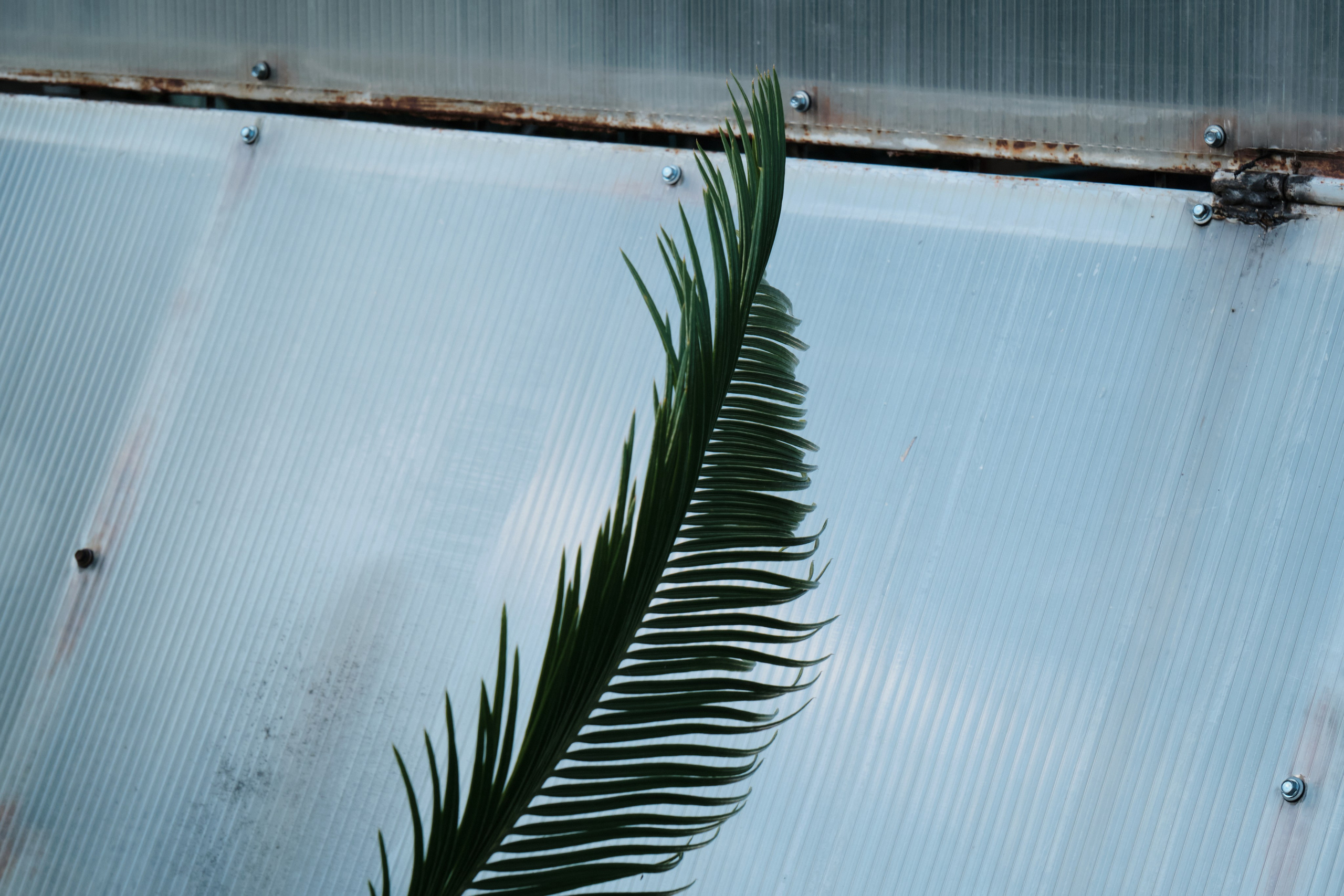 Академ-городок и ботанический сад. Goncharov Tim