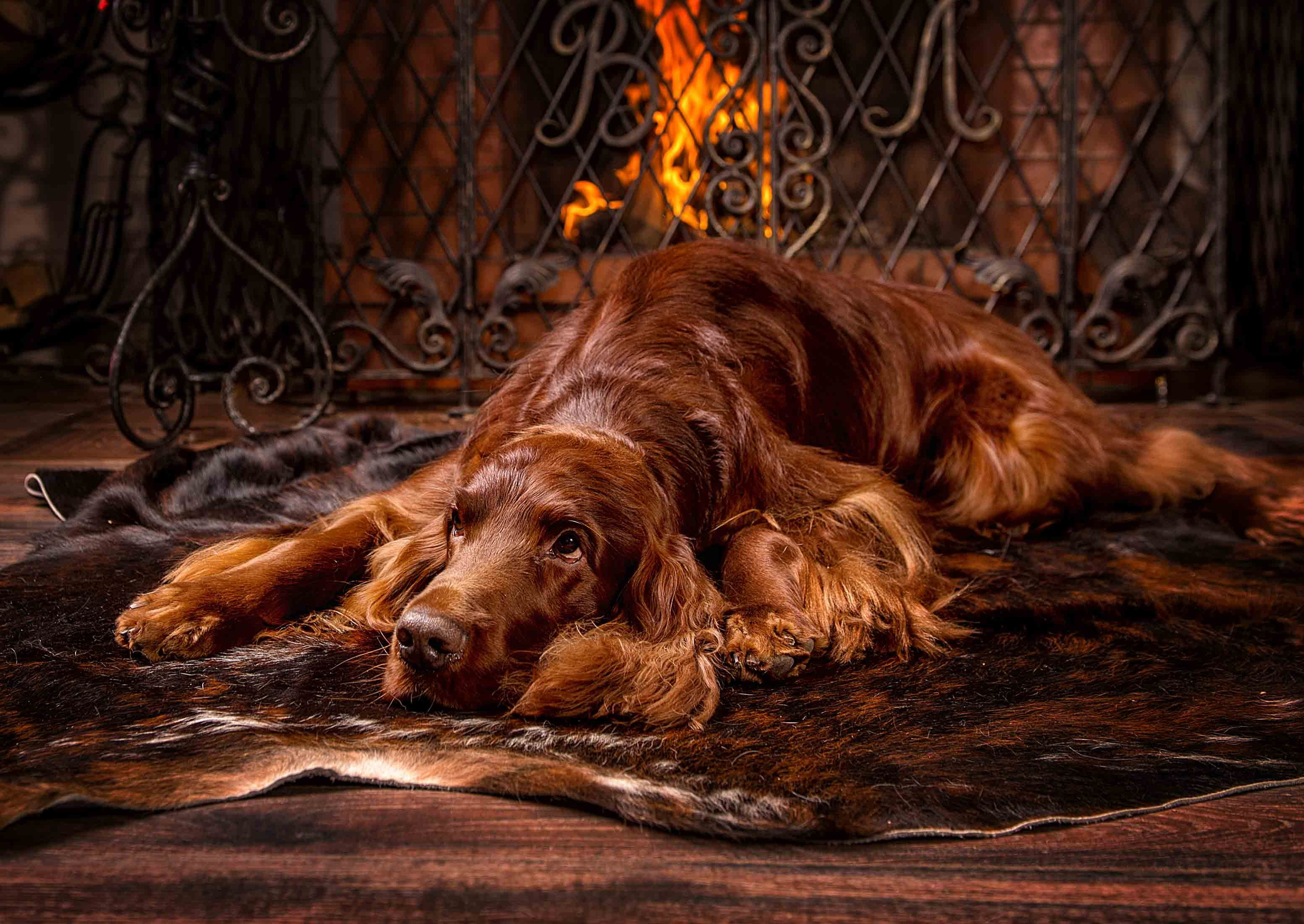 Собаки. Портретная и свадебная фотосъемка. Москва и область
