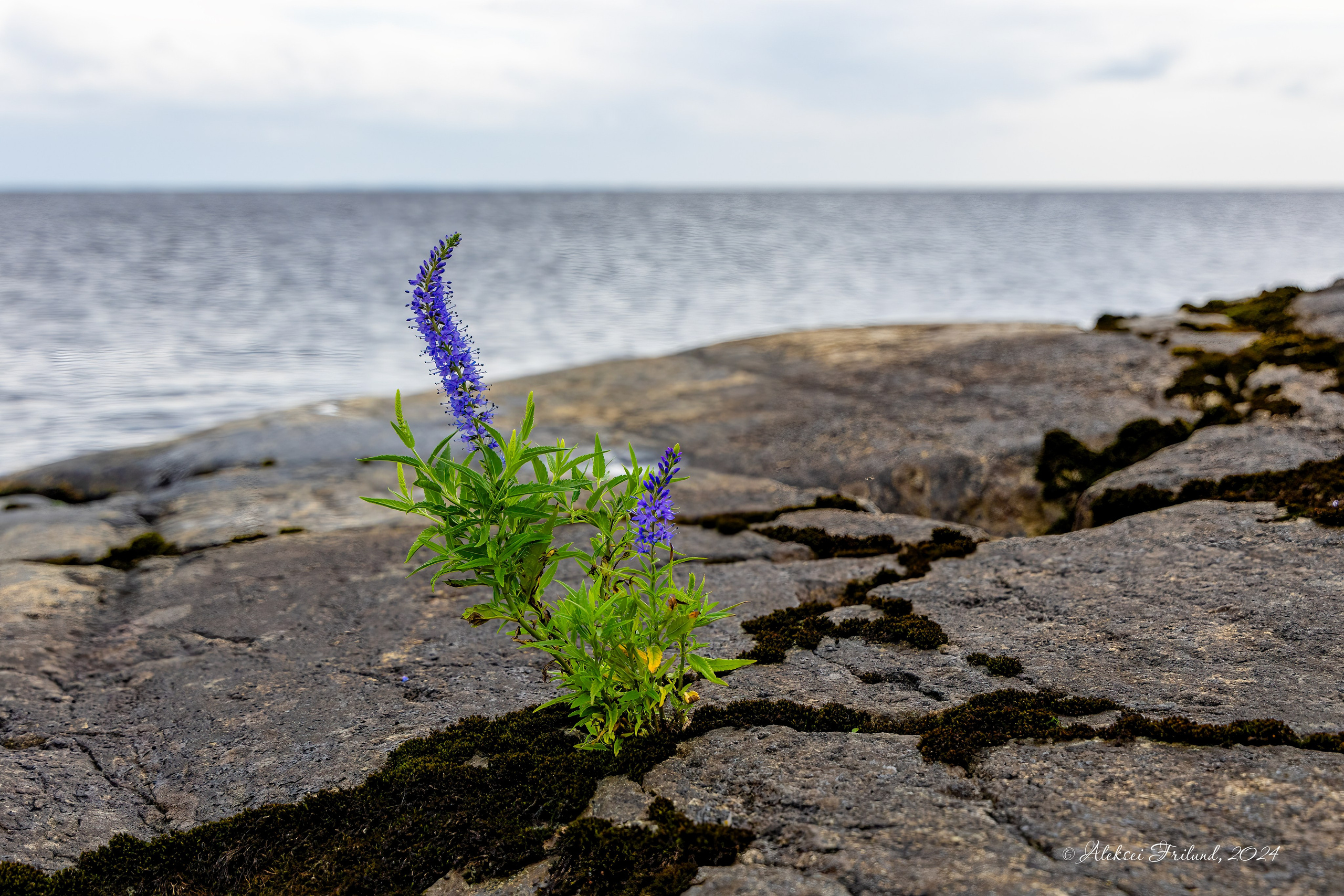 Ладожское озеро. Аэросъемка. Фото и Видео в Карелии. Алексей Фрилунд