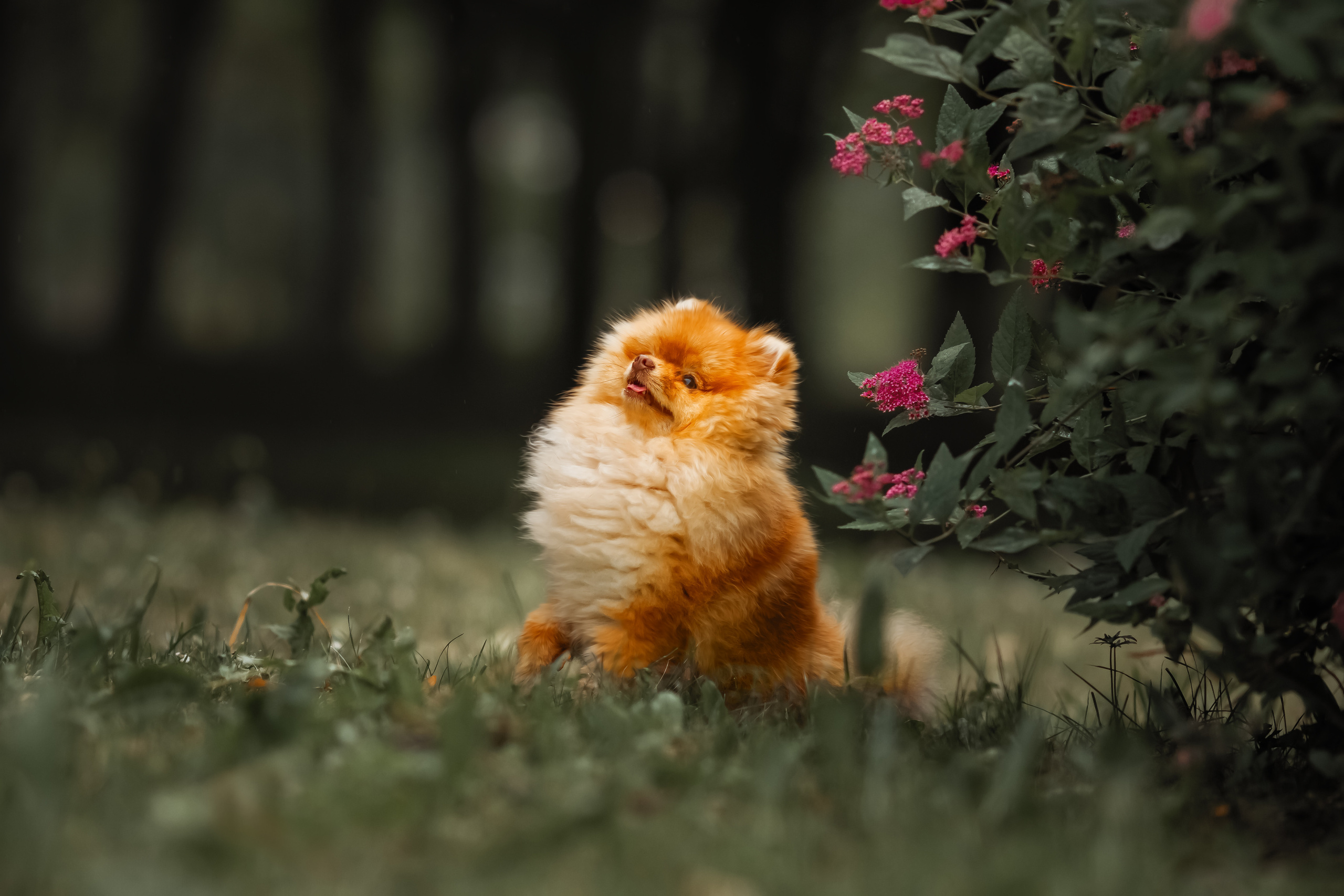 Фотосессия животных. Арт фотограф в Минске Анастасия Корбут